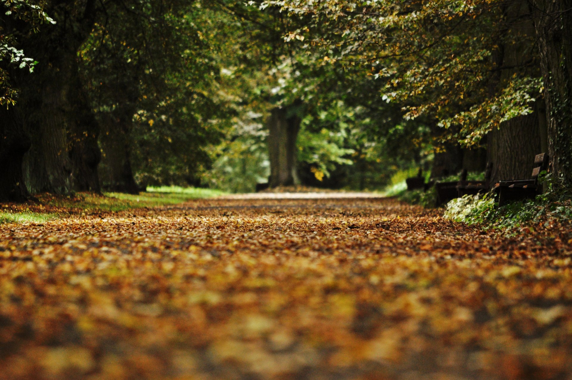 jesień park aleja ławka liście opadłe