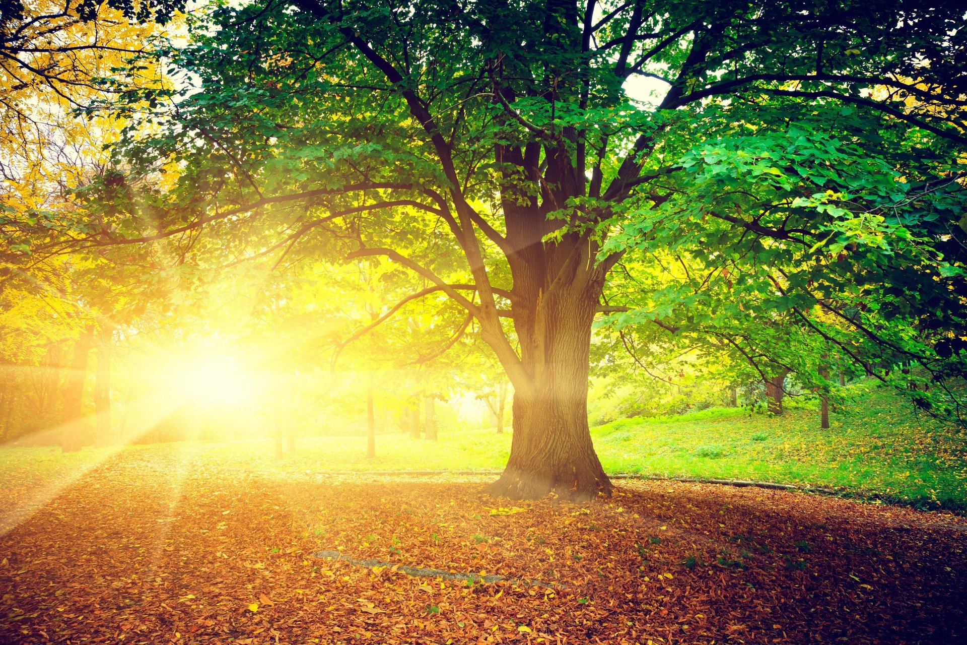 nature tree trees leaves leaves sun rays bright autumn day treem leaves background wallpaper widescreen fullscreen widescreen widescreen