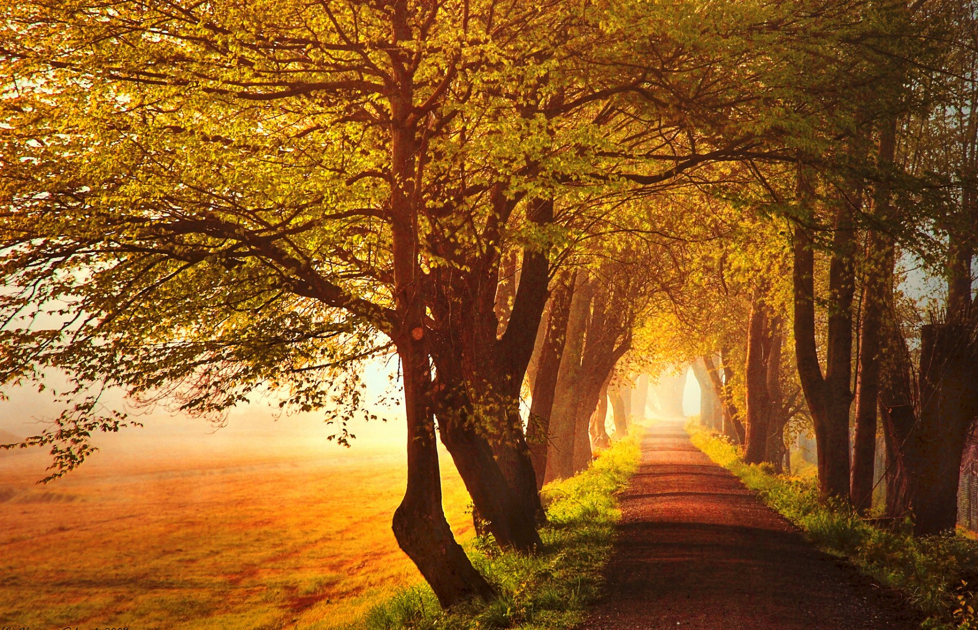 herbst straße gasse bäume gras blätter gelb feld sonne licht