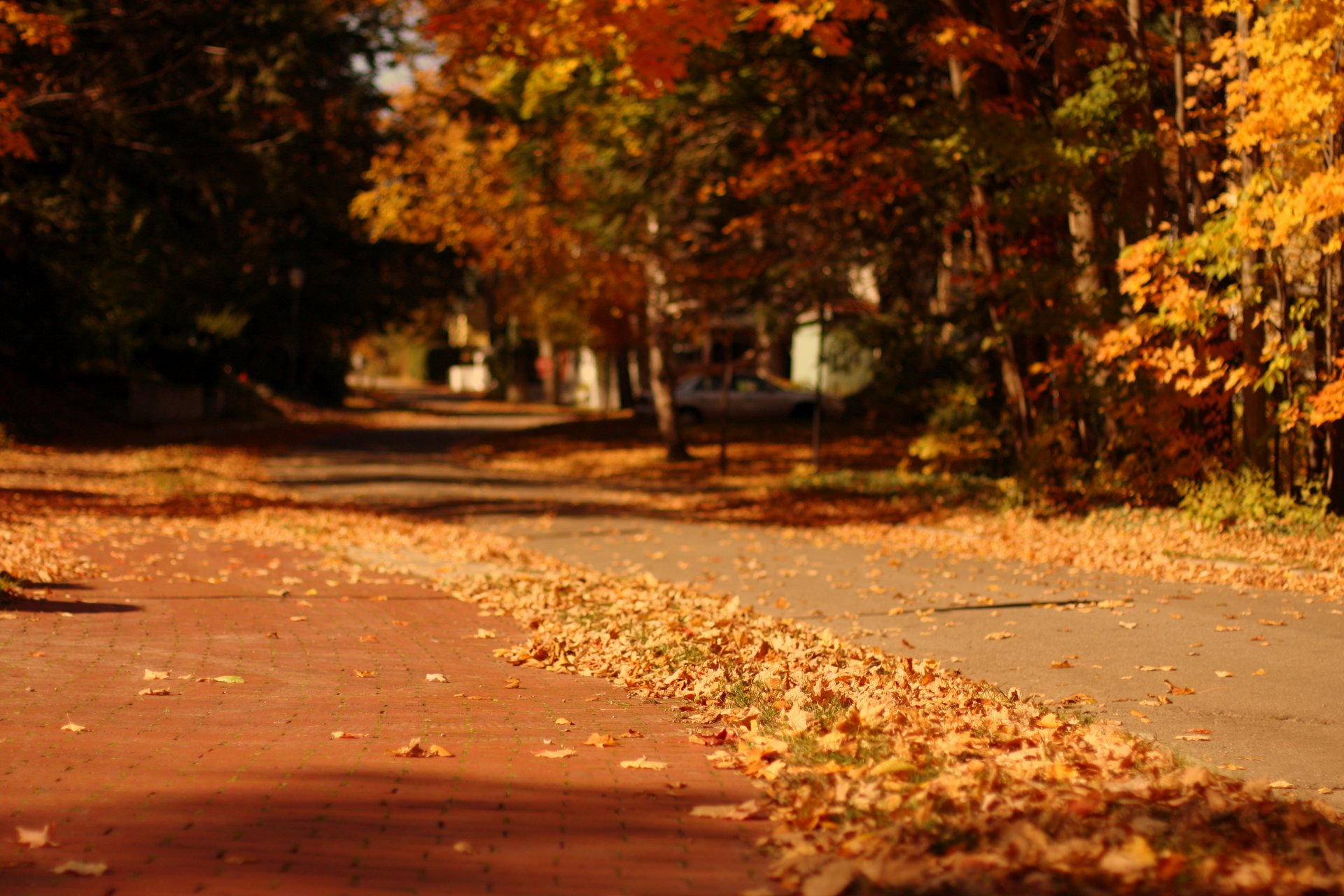 macro nature leaves leaves yellow trees tree autumn leaf fall city street path blur background wallpaper widescreen fullscreen widescreen widescreen