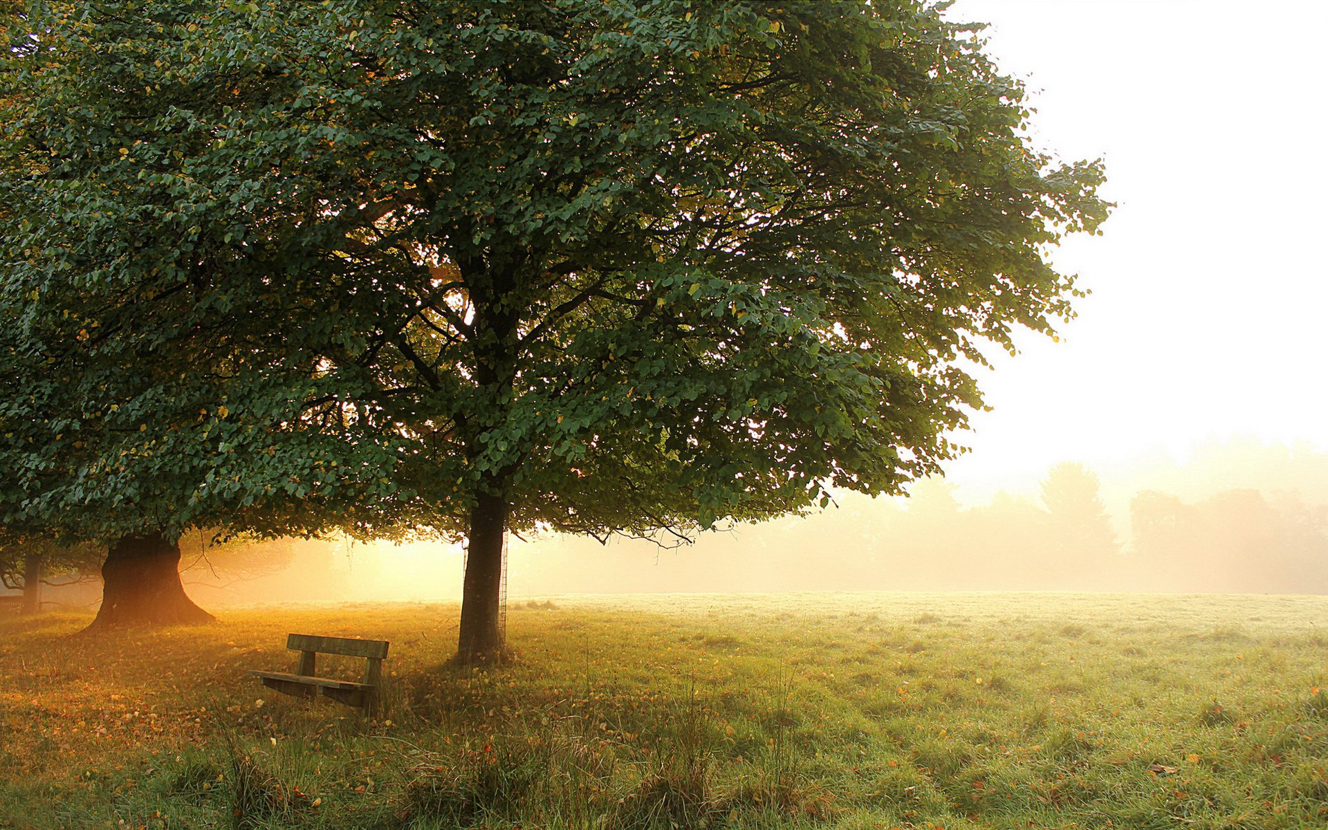 park meadow tree bench fog morning autumn earlier