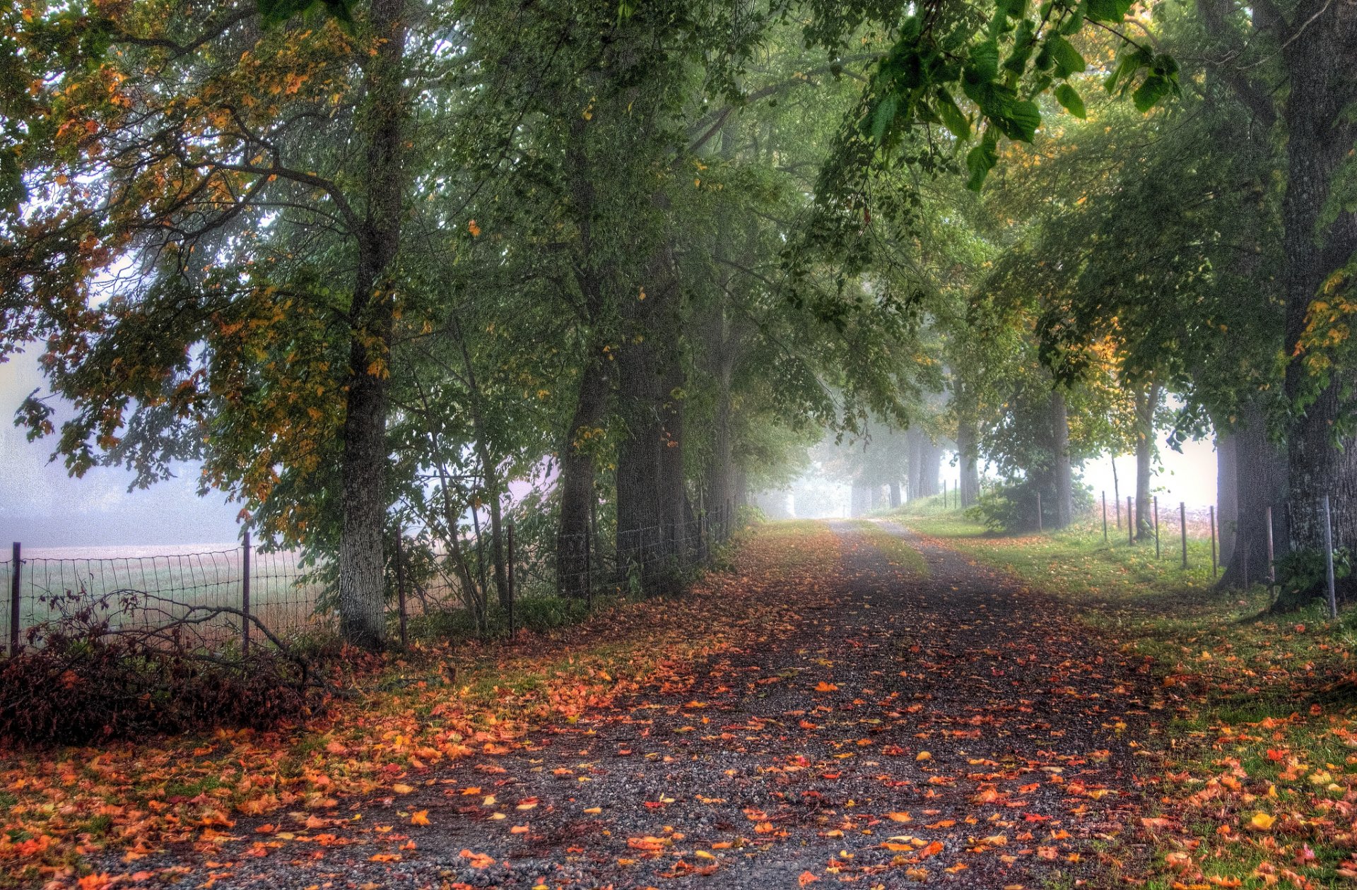 carretera valla árboles callejón niebla otoño