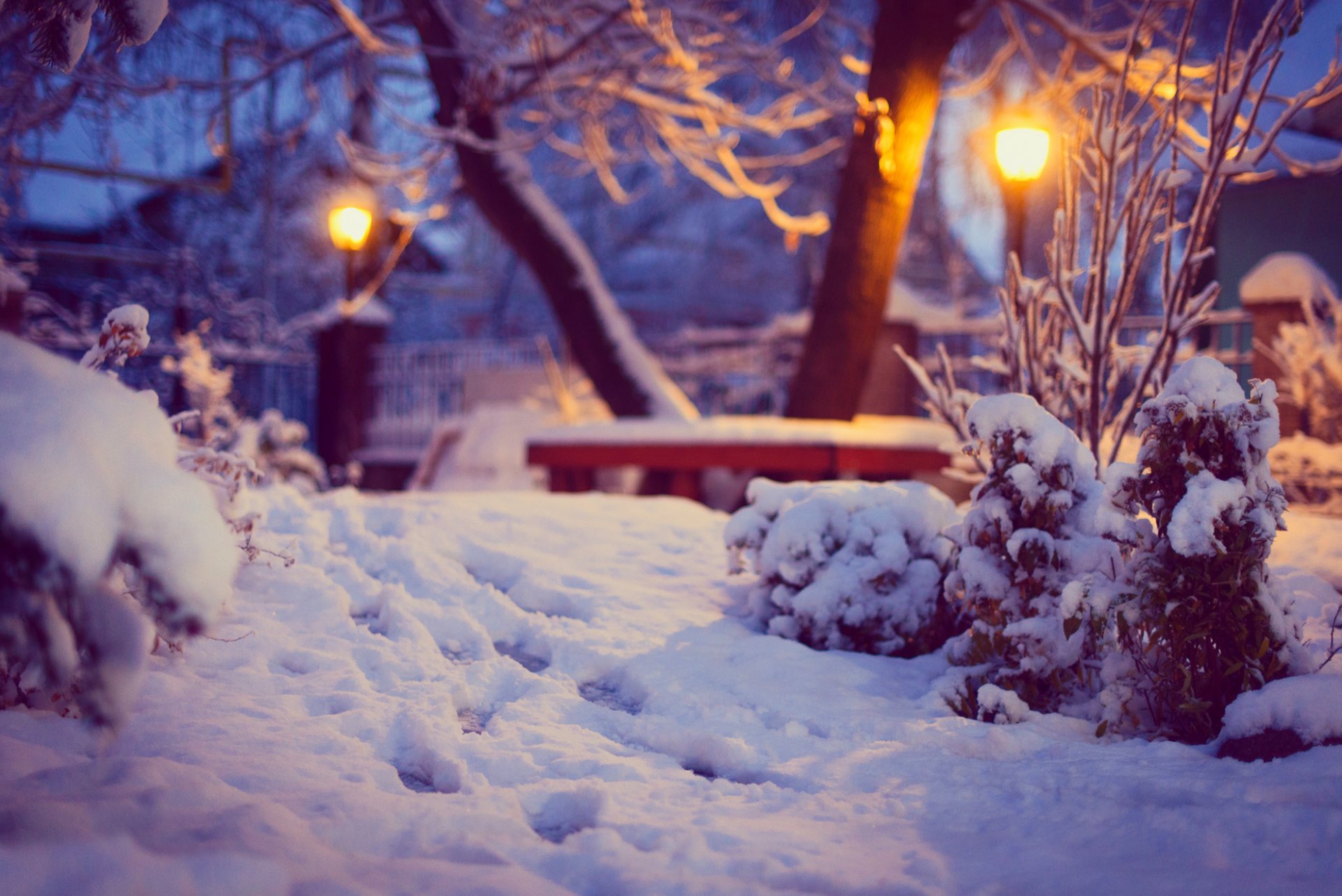 inverno neve cortile sentieri cespugli alberi negozio lanterne illuminazione natura