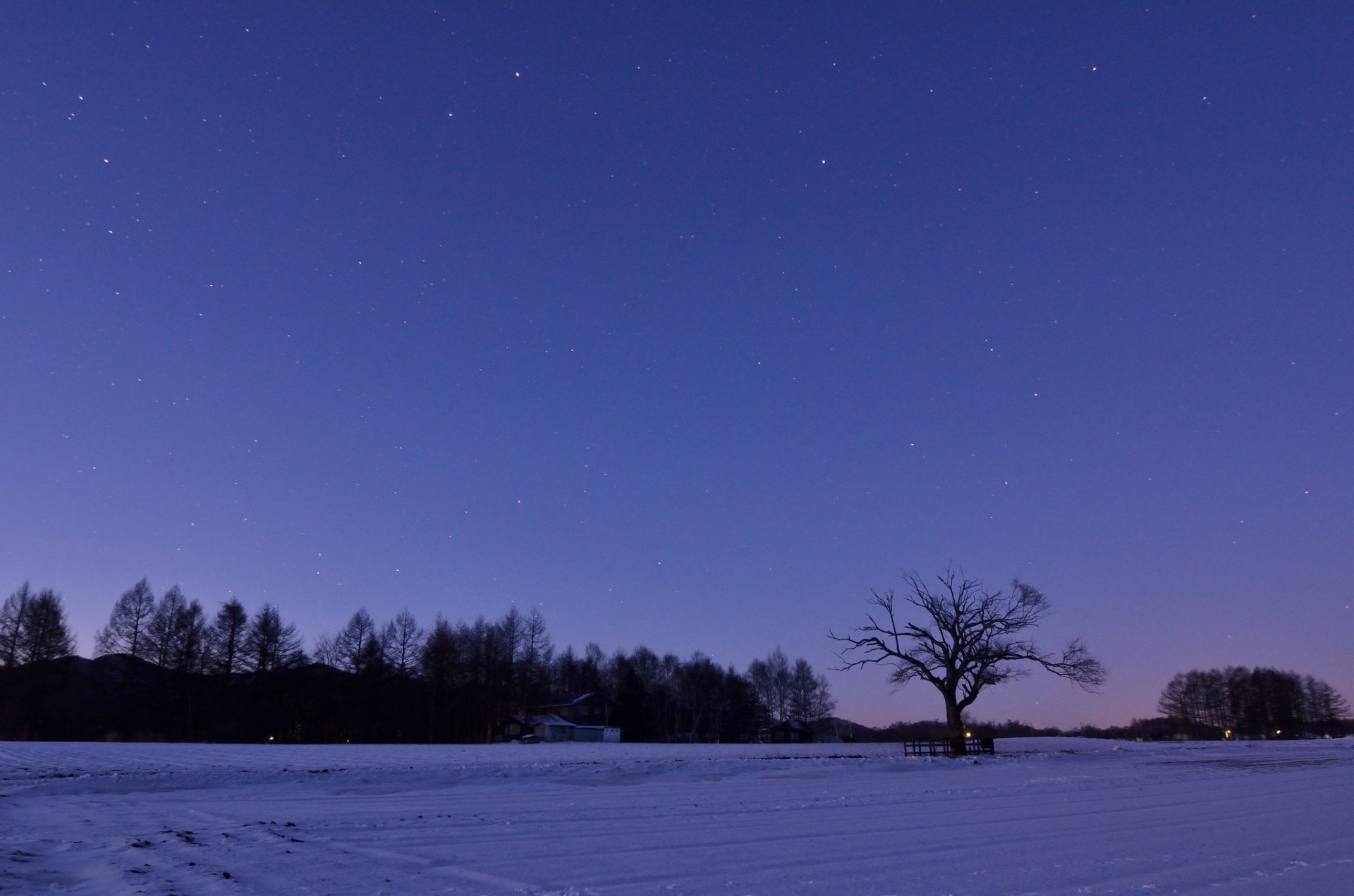 japon hiver champ arbres neige nuit lilas ciel étoiles