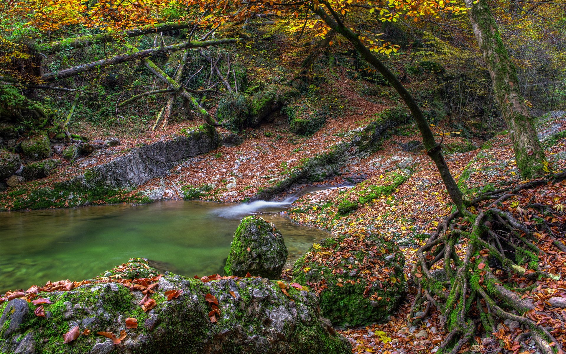 autumn water stones moss tree river lake leave