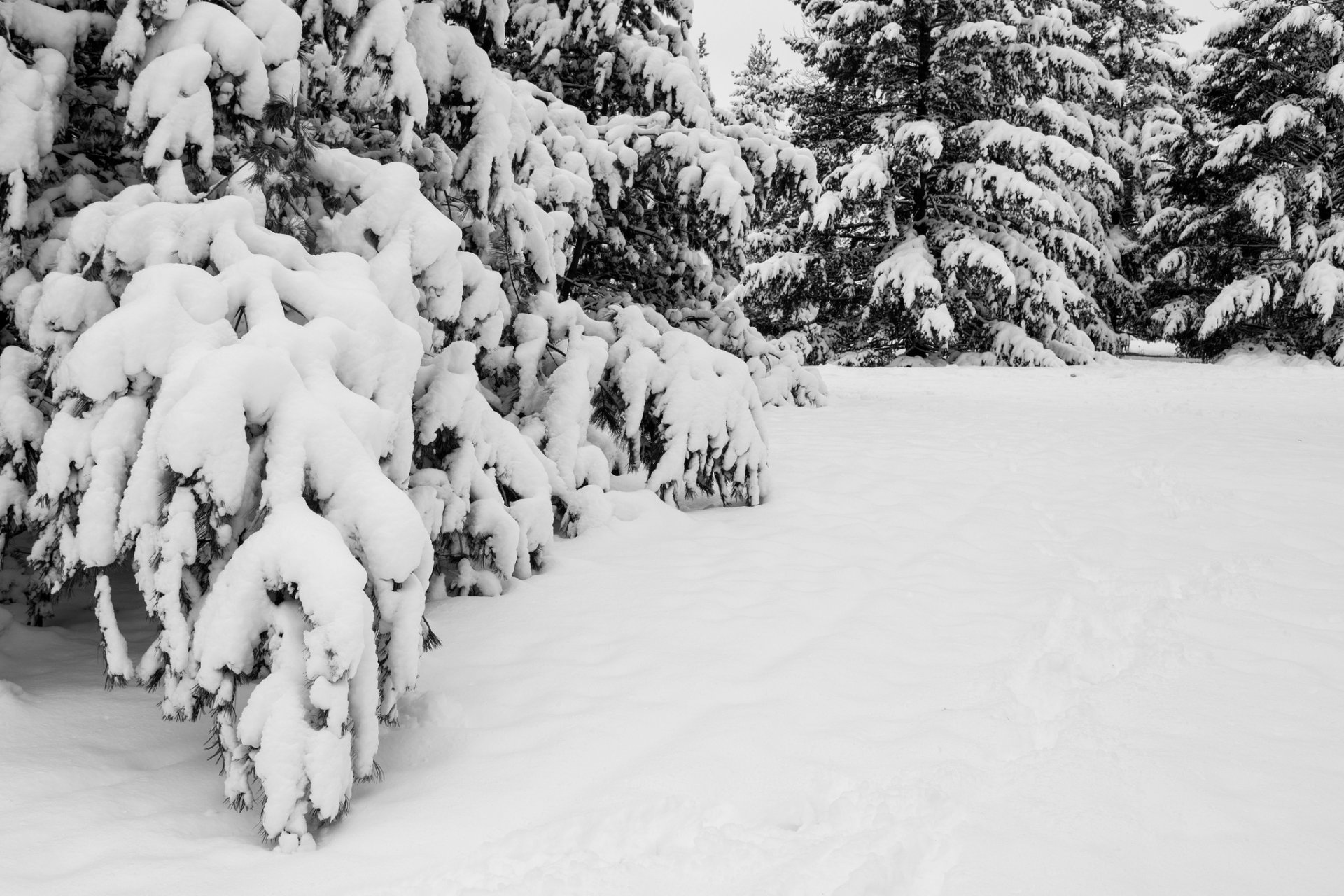 natura zima śnieg drzewa świerki świerk