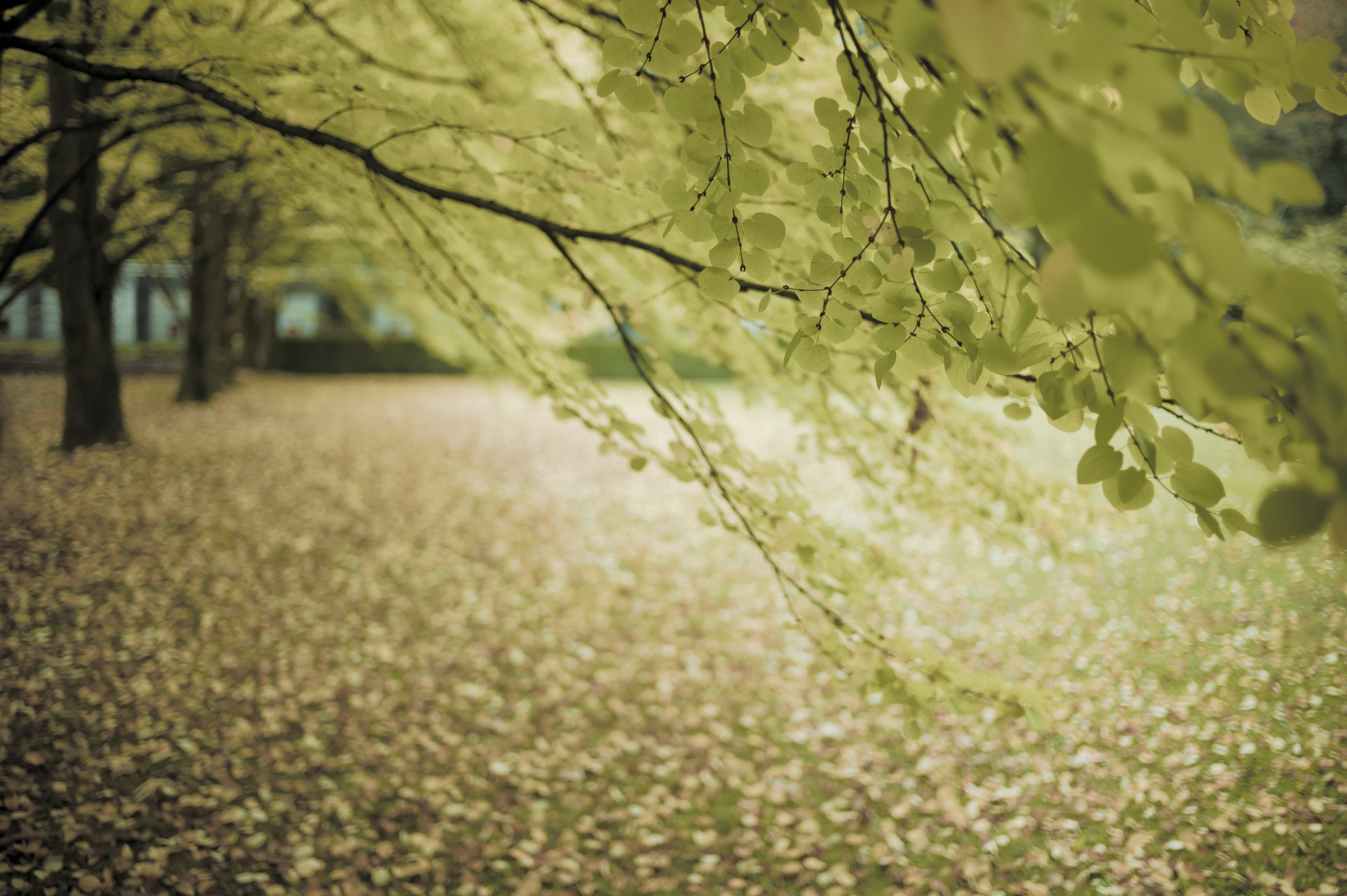 herbst straße baum zweige laub herbststimmung