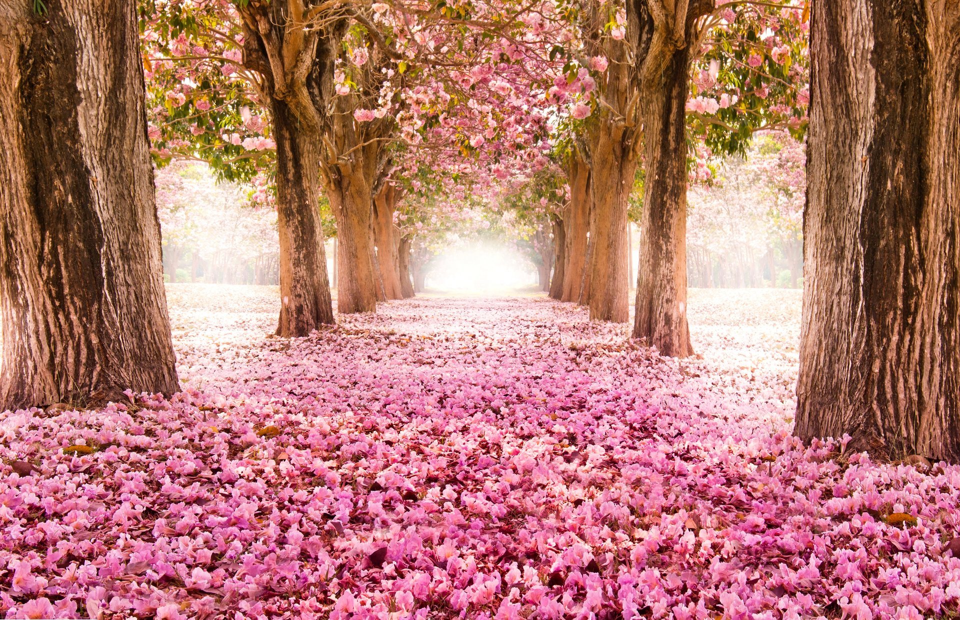 park gasse straße sakura blüte bäume blumen rosa natur