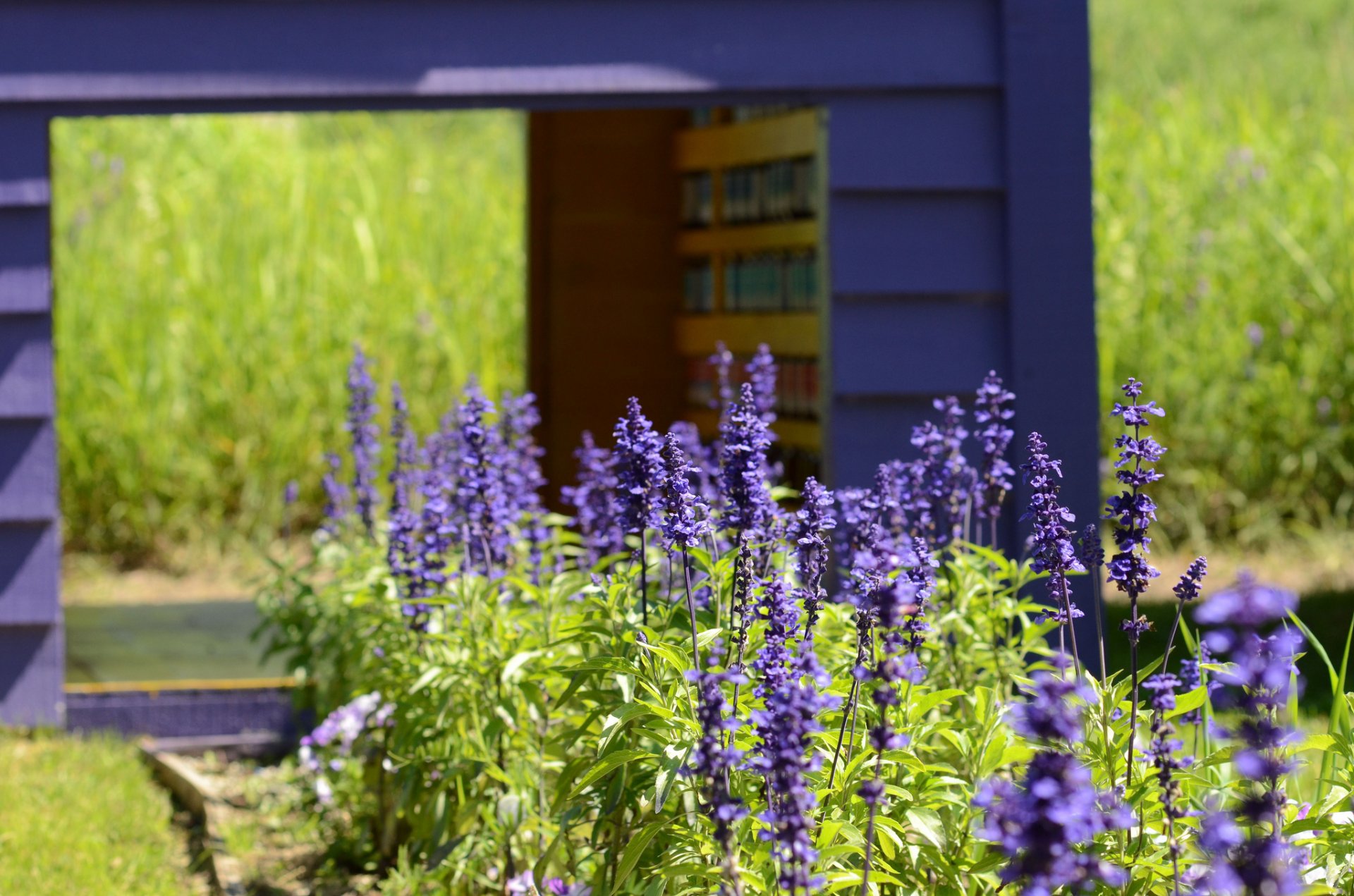 estate giardino lavanda lilla fiori erba sfocatura