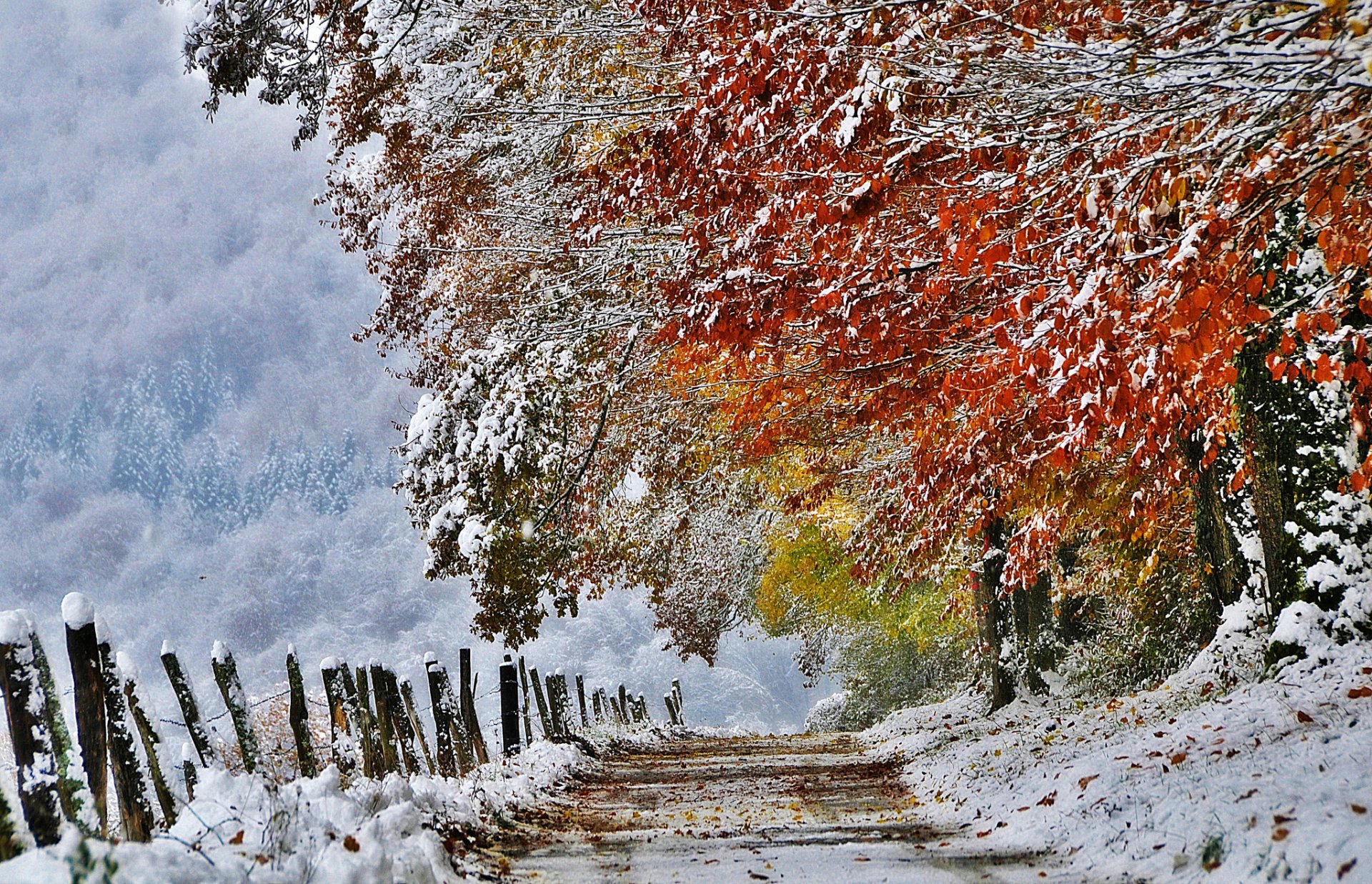 natur frankreich herbst november schnee