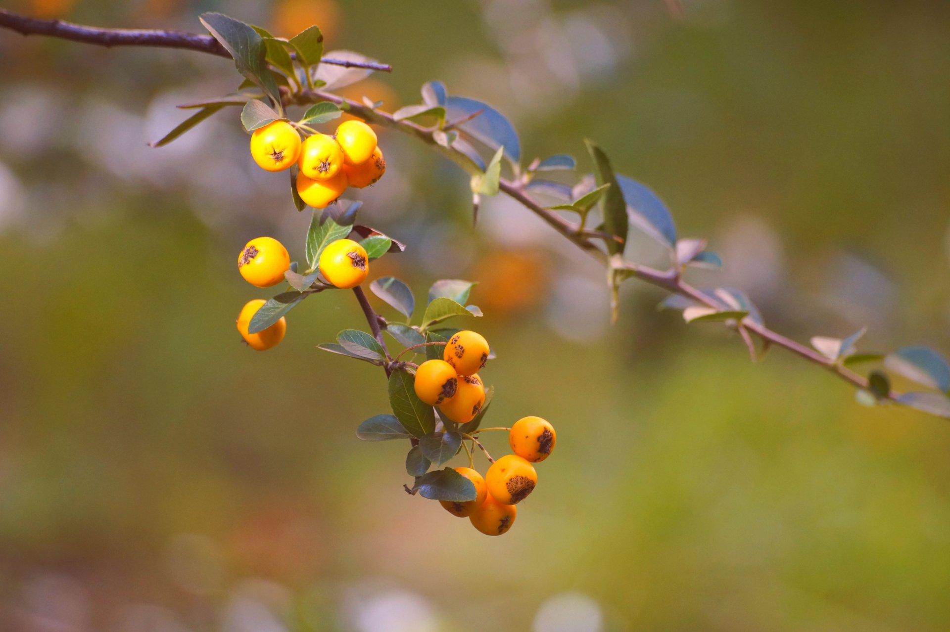 branche feuilles fruits jaune fond