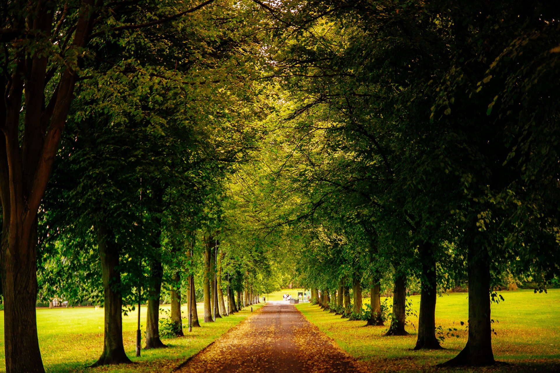 heffield england united kingdom park road alley leaves yellow fallen tree green