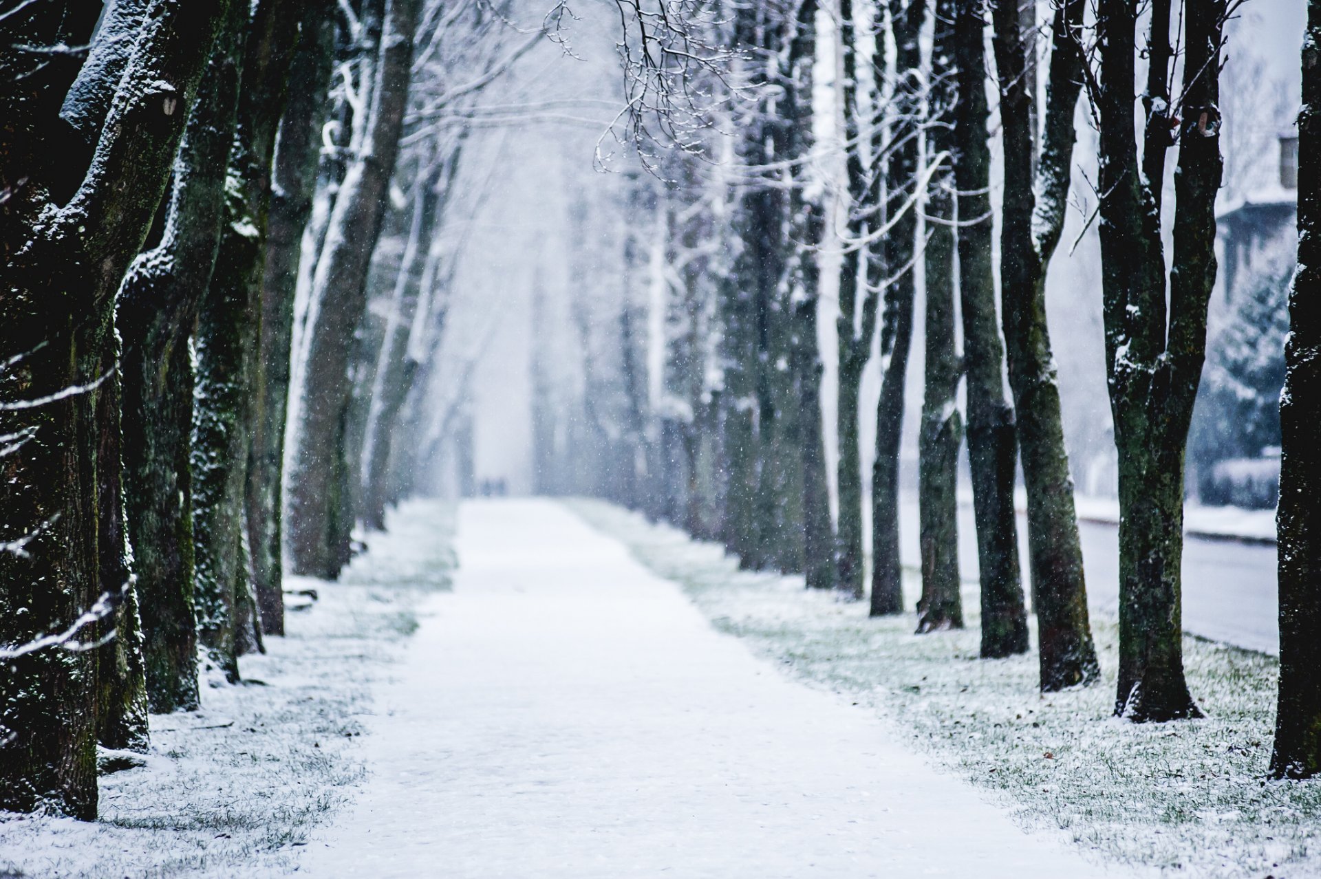 ville hiver alea arbres neige