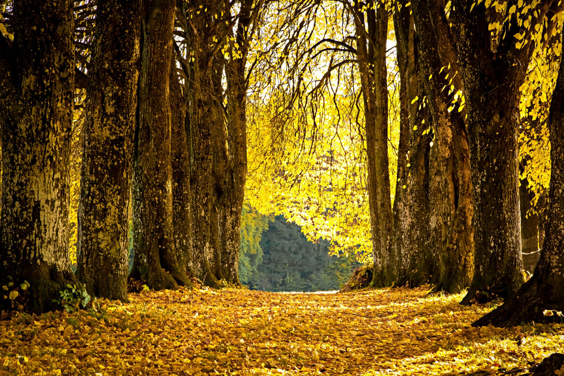 parc ruelle feuilles tombées jaune automne