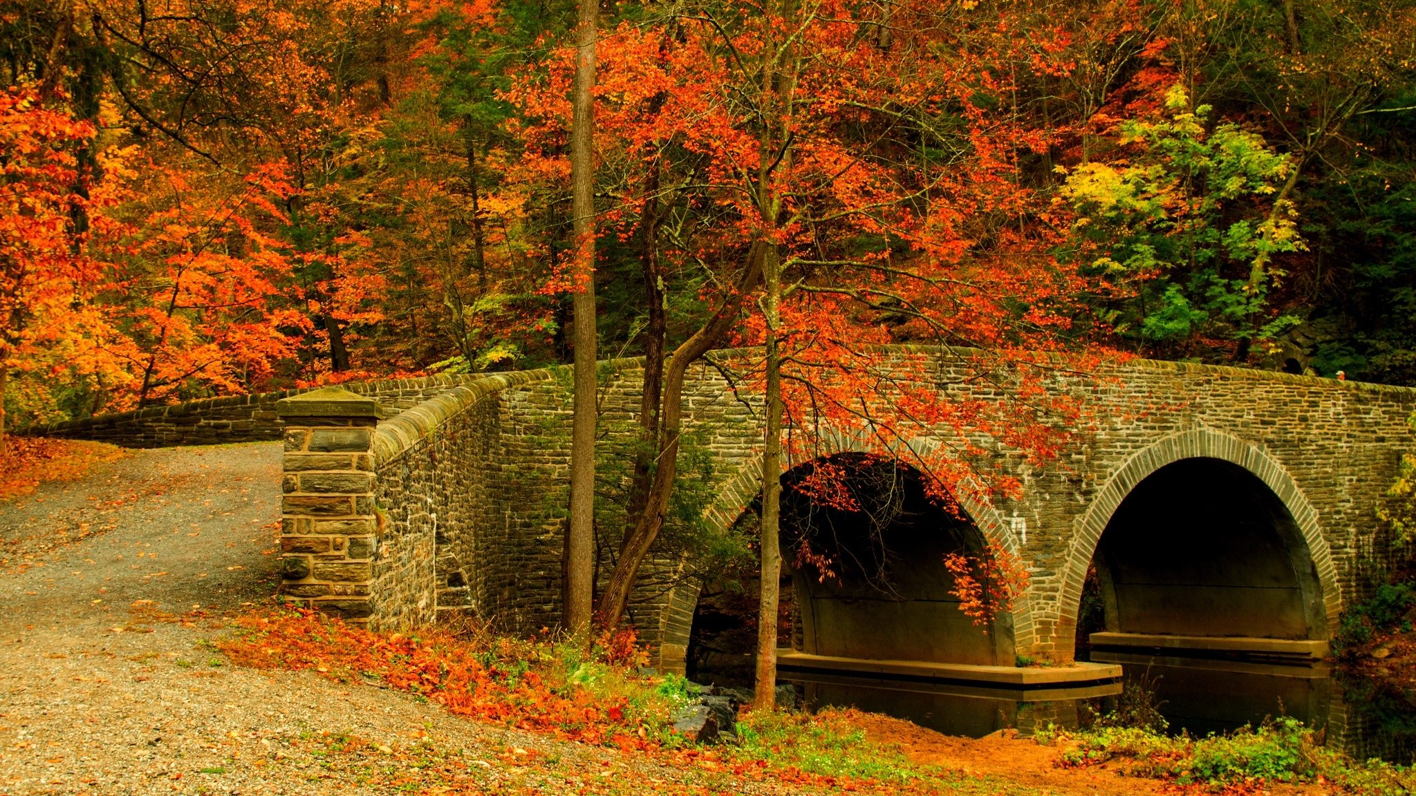 natura foresta parco alberi ponte foglie colorato strada autunno caduta colori passeggiata