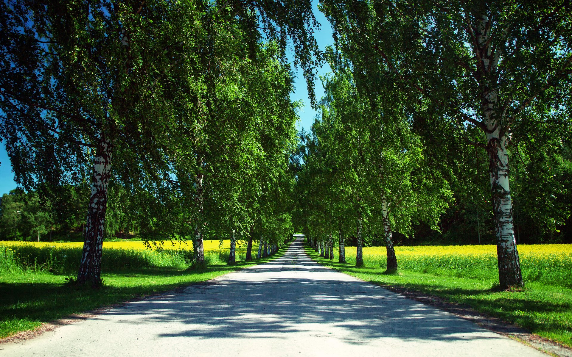 norway nature summer road of the field rapeseed tree shadow sky