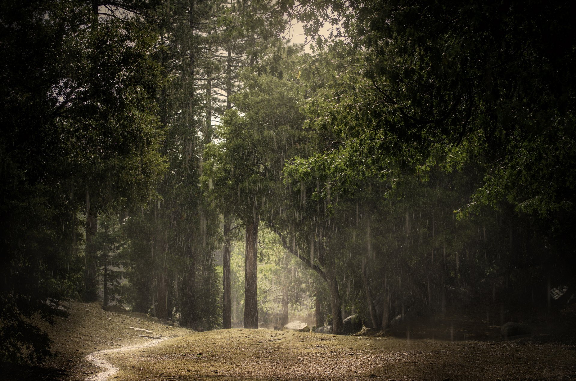 verano bosque lluvia