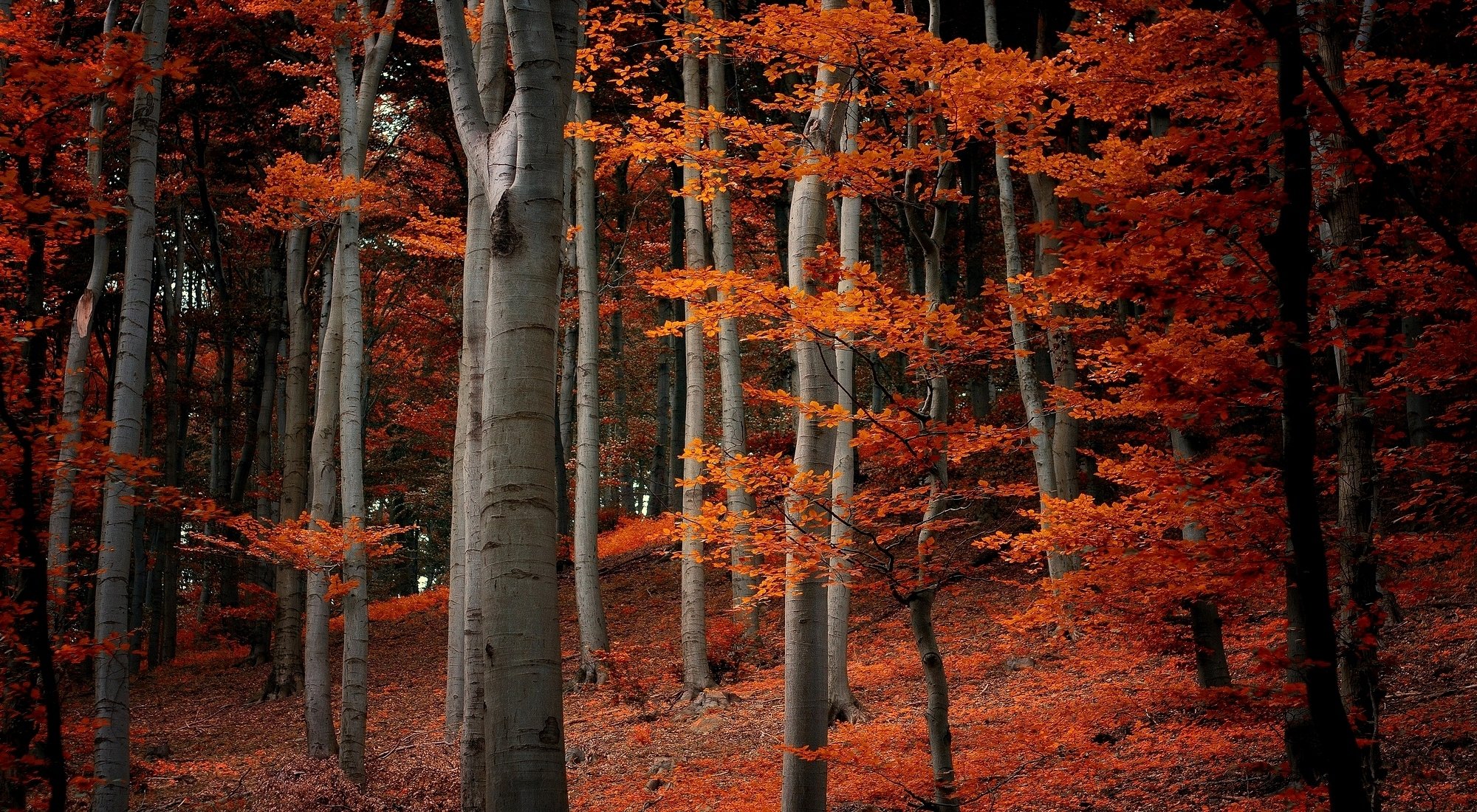 nature forêt arbres branches feuilles orange automne