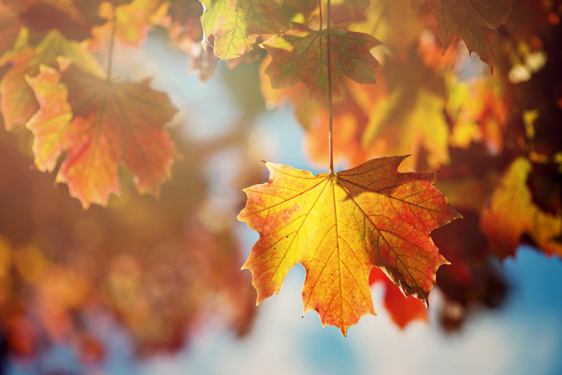 autunno foglia foglie arancione albero acero rami sole luce macro