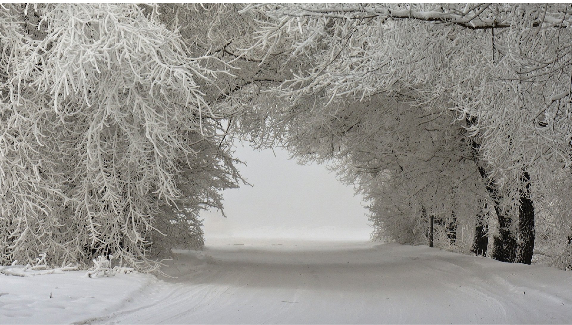 paesaggio invernale alberi nella neve strada innevata neve alberi paesaggio inverno