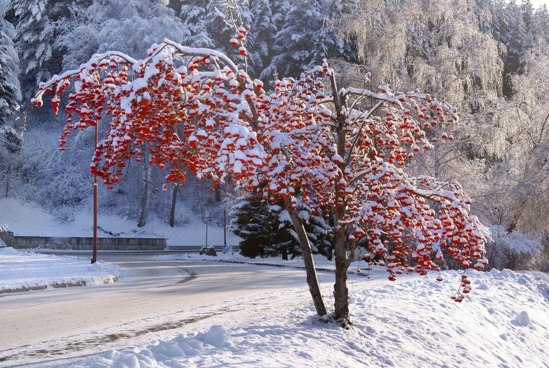 invierno árbol belokurikha altai