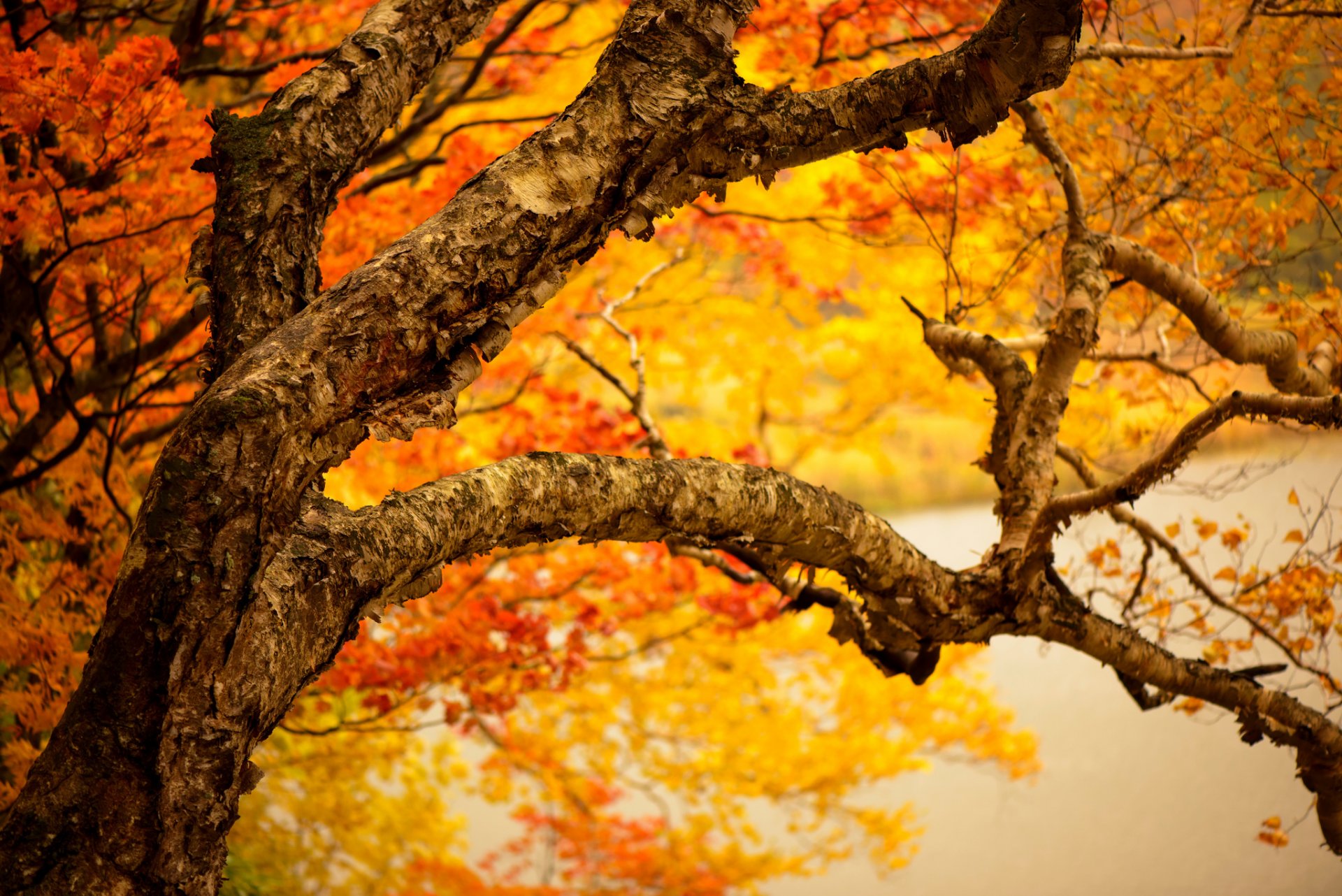 tree trunk branches leaves yellow autumn