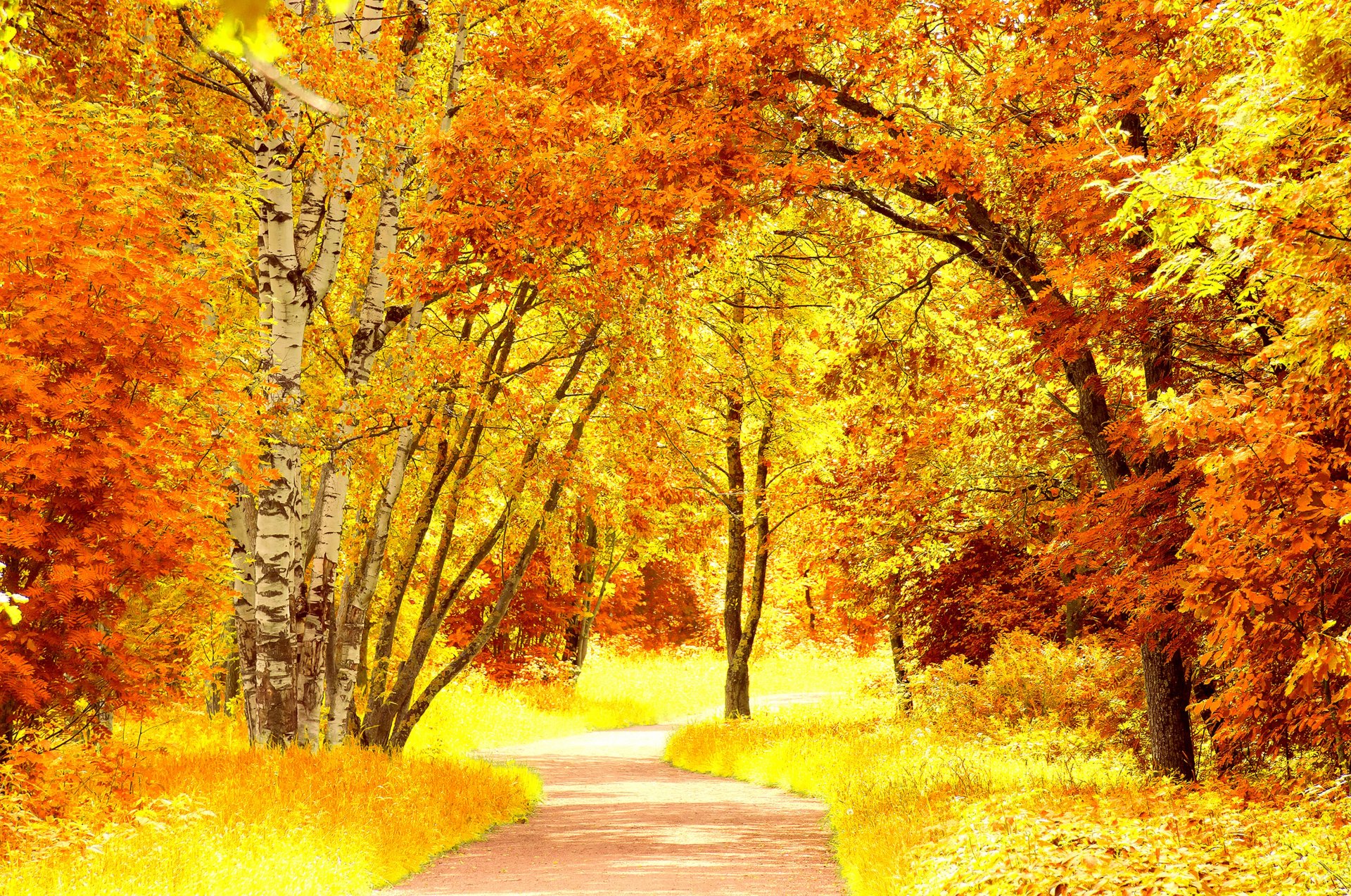 automne arbres feuilles jaune orange route sentier nature paysage