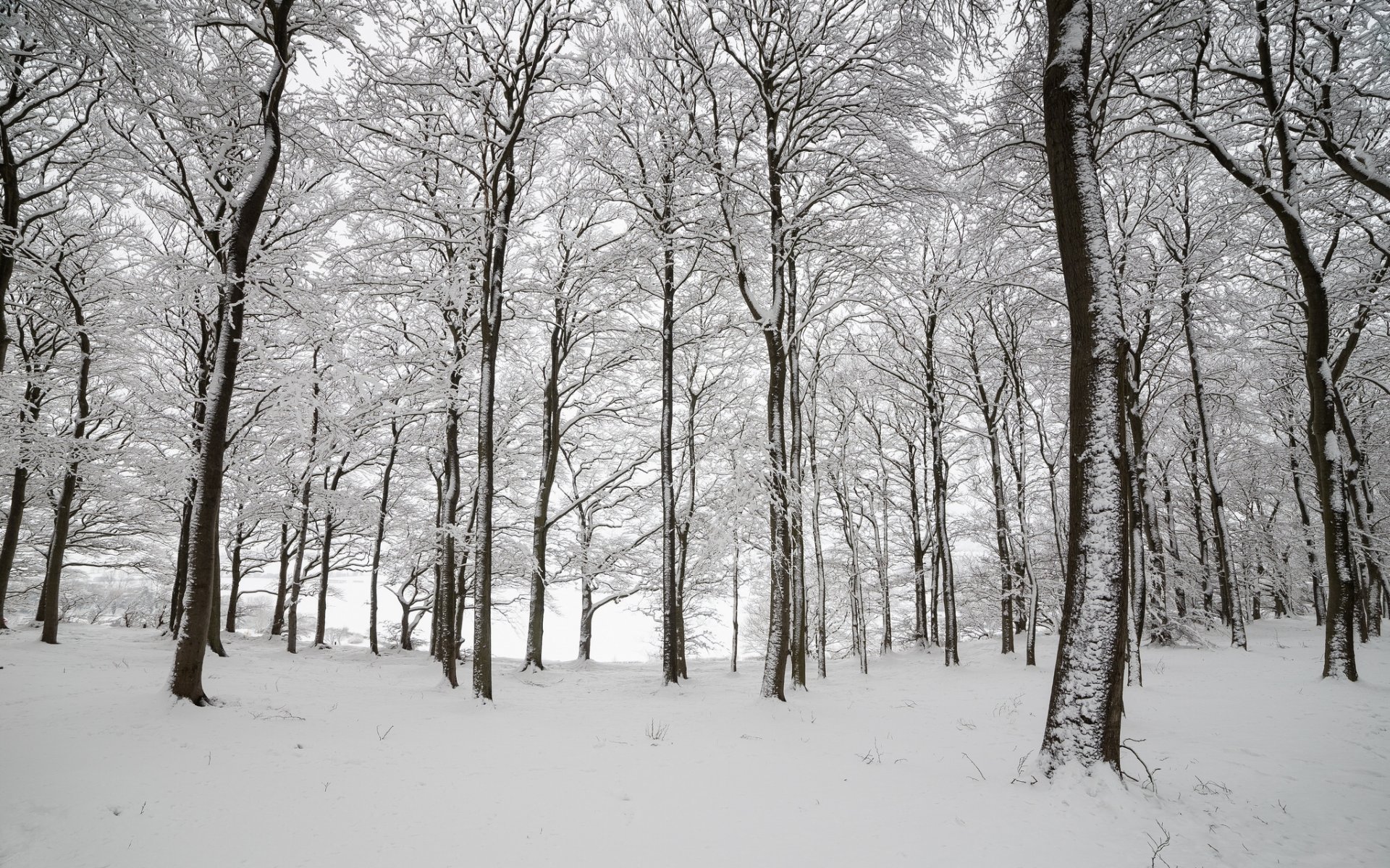 angleterre forêt arbres neige hiver