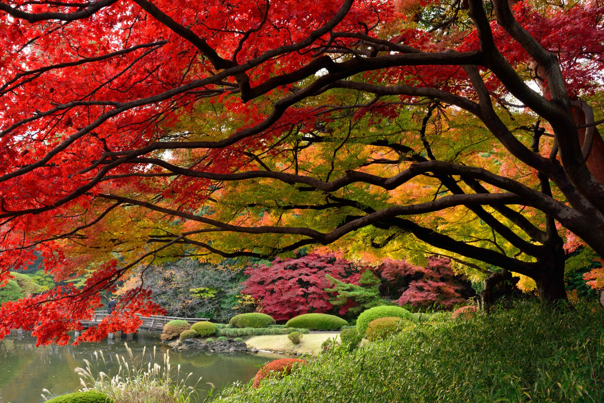 japón tokio jardín japonés pinturas de otoño diciembre