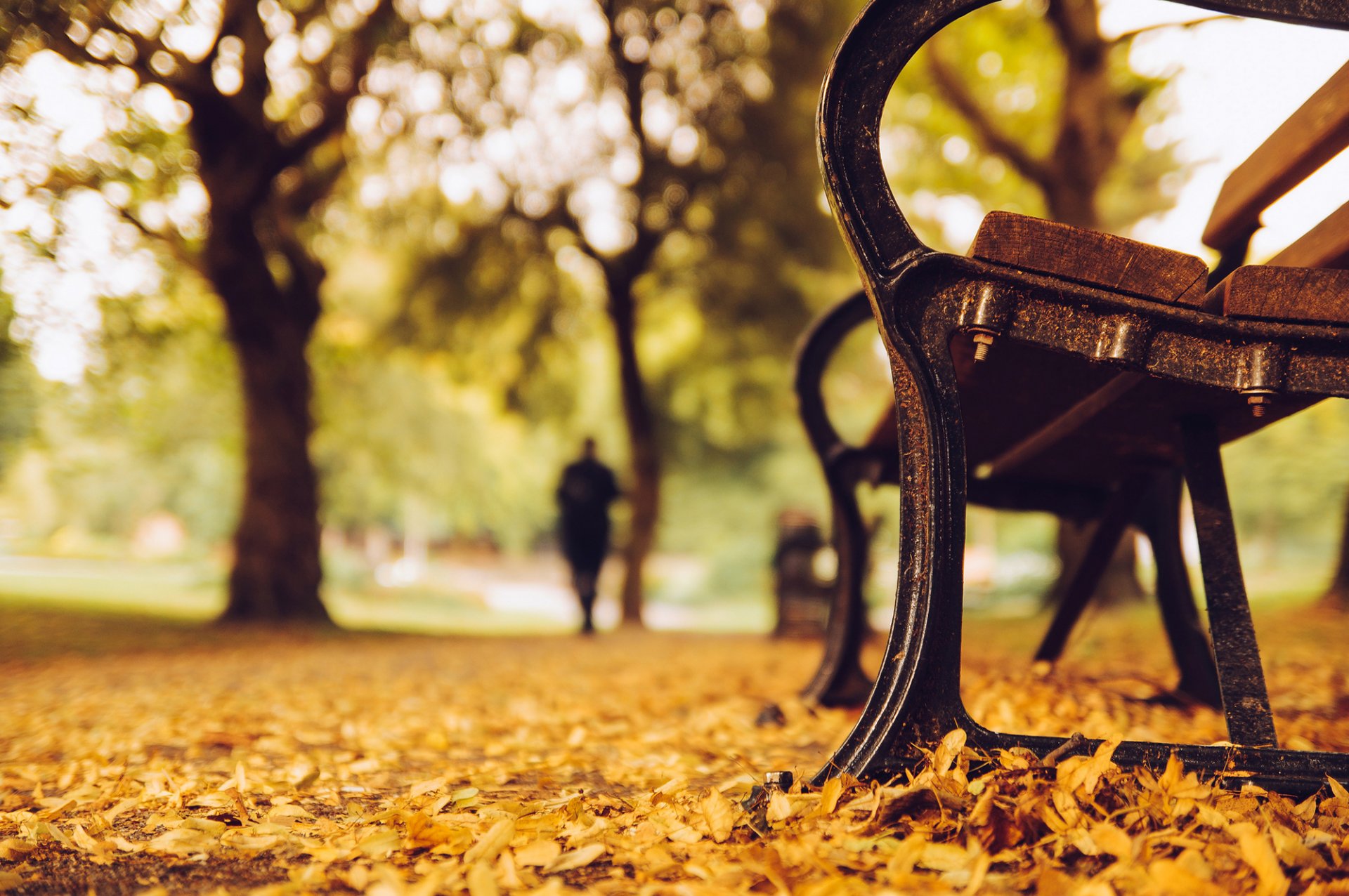 ławka ławka ławka ławka drzewa park sylwetka liście żółte jesień natura