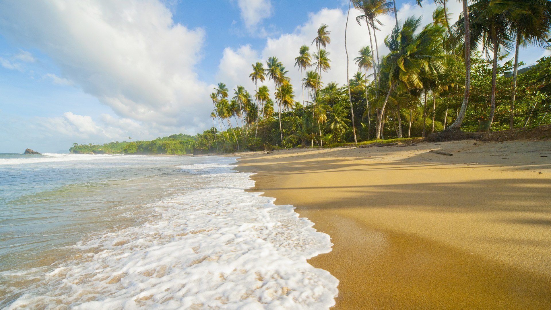 coast sea nature palm trees beach paradise sand caribbean sea antilles atlantic ocean