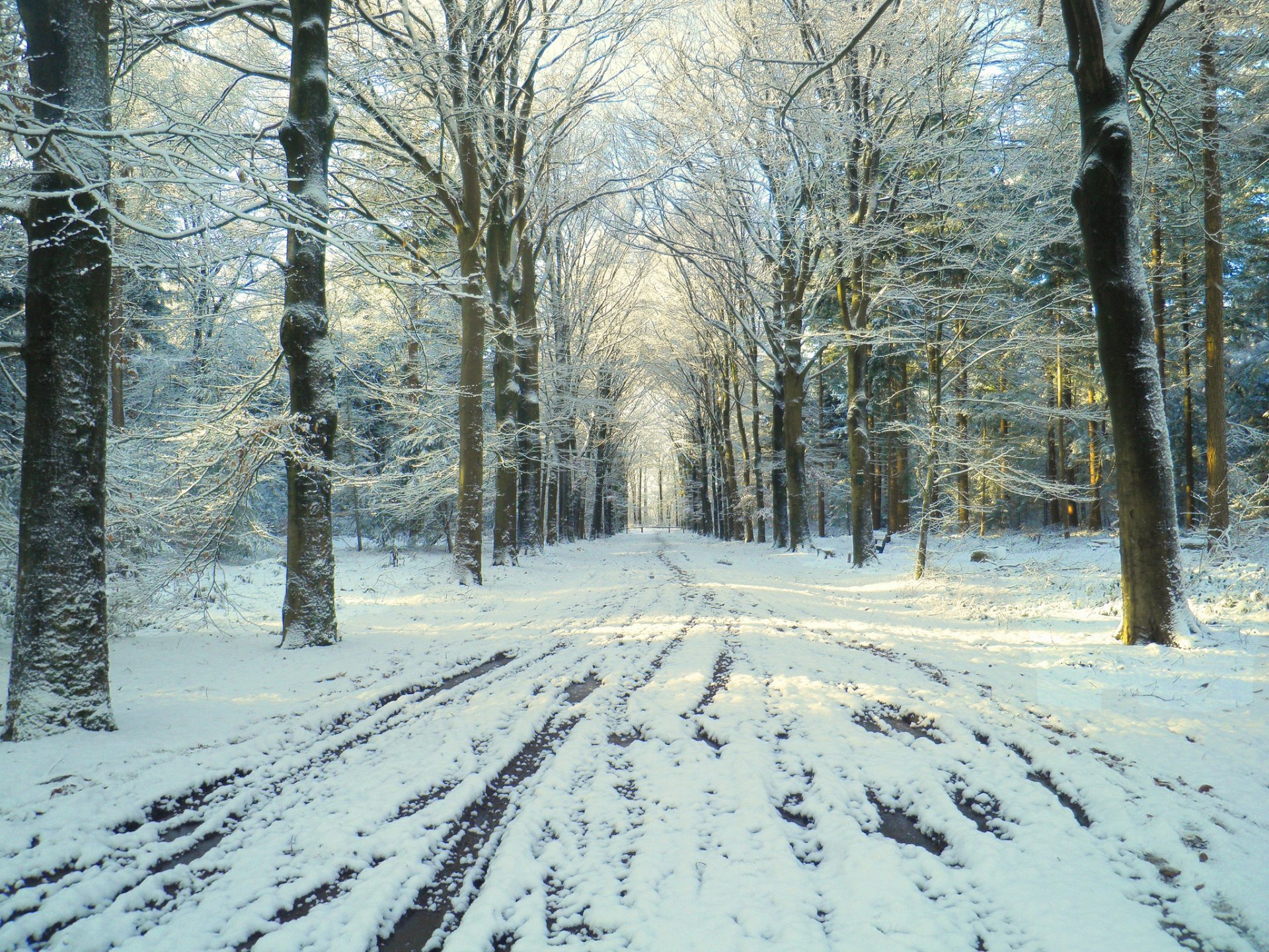 invierno parque carretera nieve deshielo