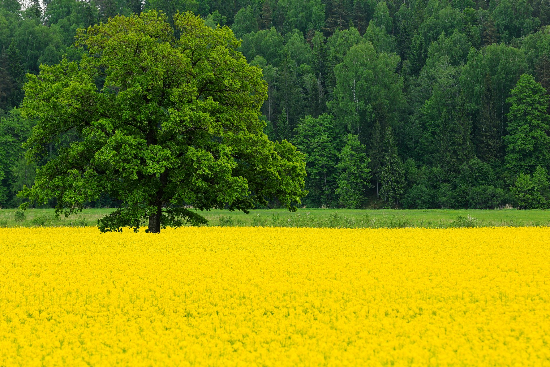 naturaleza primavera mayo campo colza flores árbol roble árboles bosque