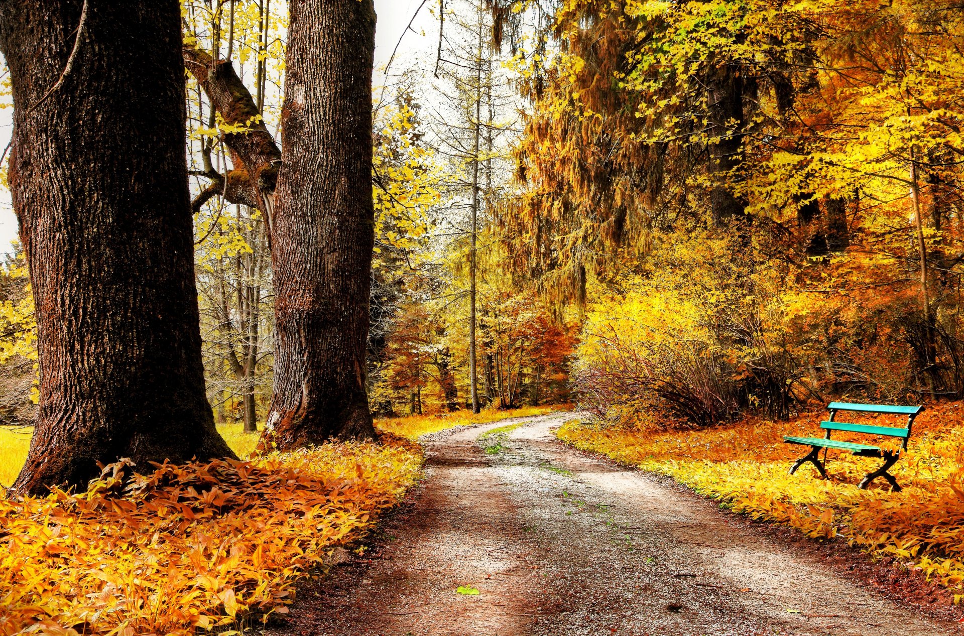 otoño parque naturaleza árboles arbustos hojas amarillo camino banco banco banco banco