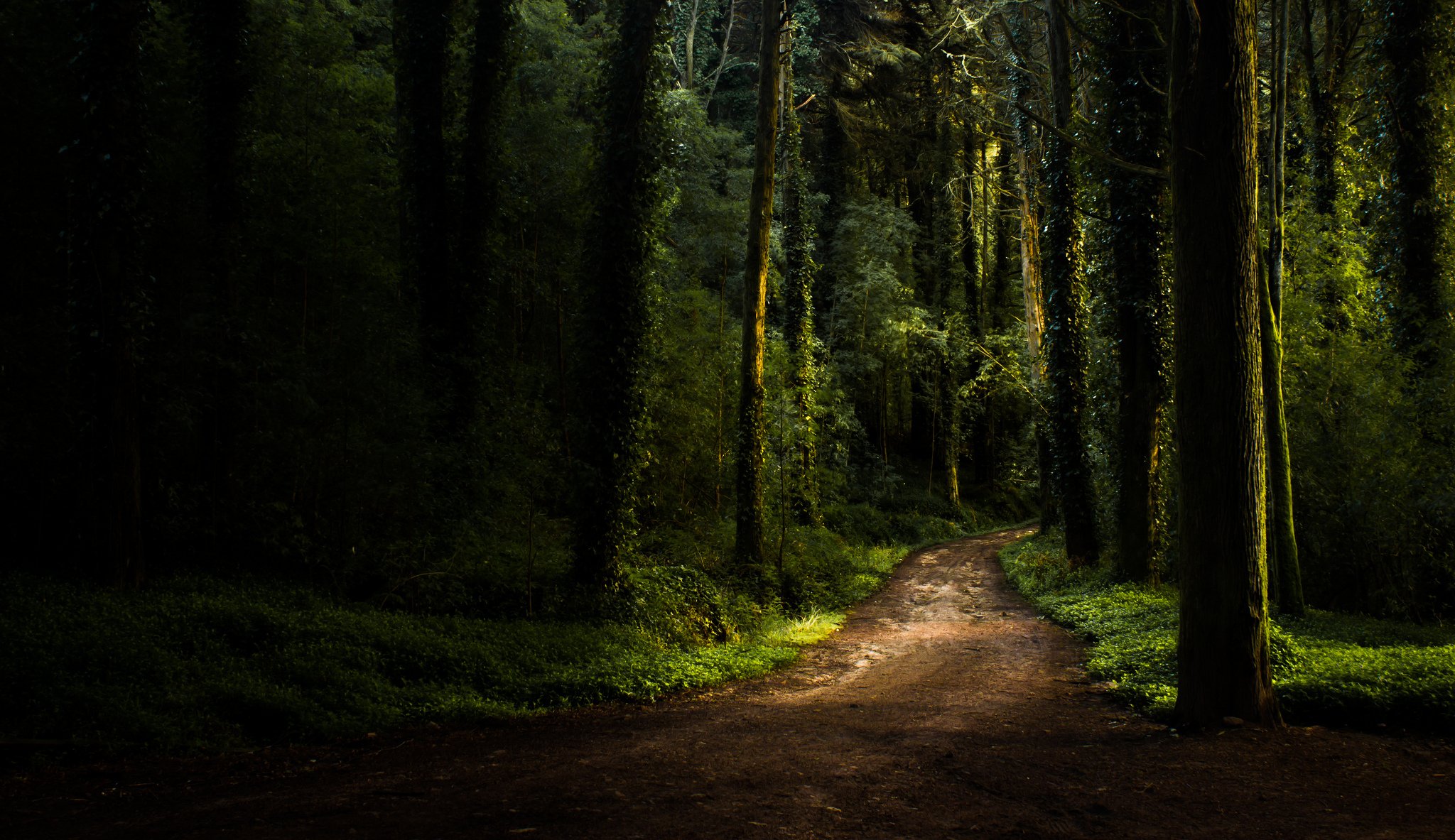 été forêt route