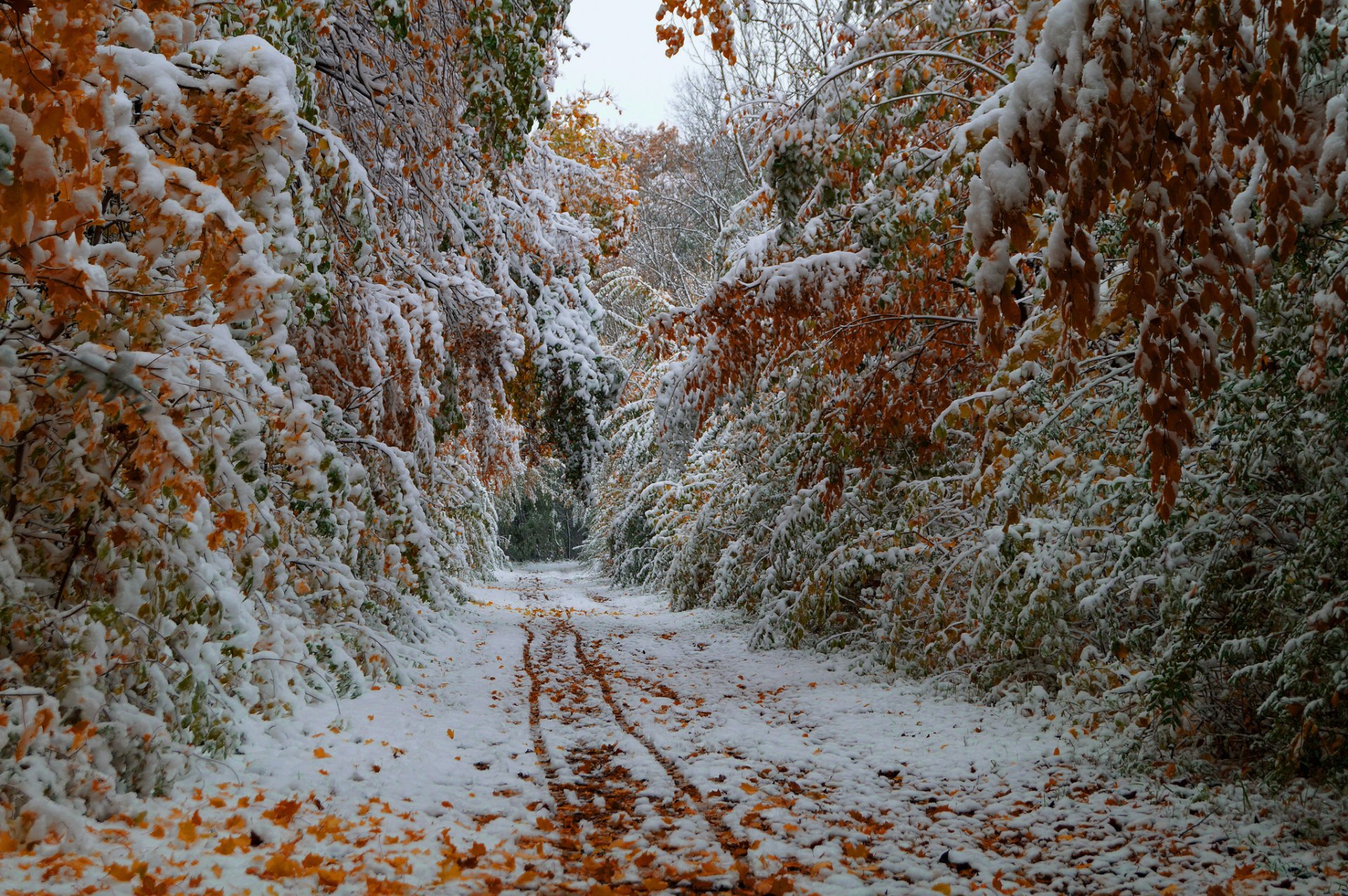 tree leaves autumn october the first snow road