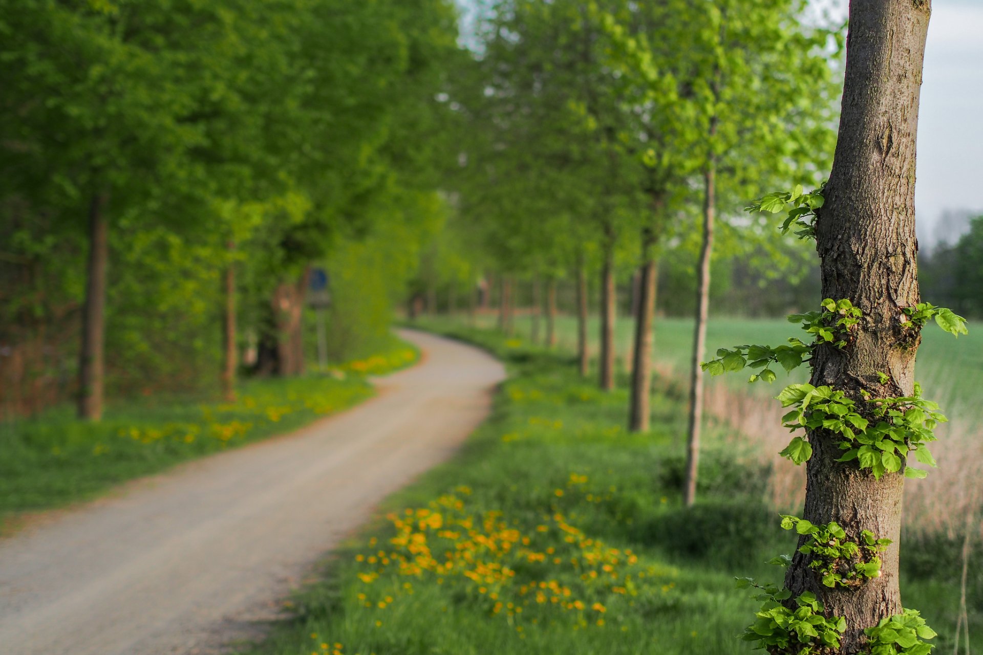 natura makro drzewo drzewa liście listki zielony kwiaty kwiaty ścieżka ścieżka rozmycie tło tapeta panoramiczny pełny ekran panoramiczny panoramiczny