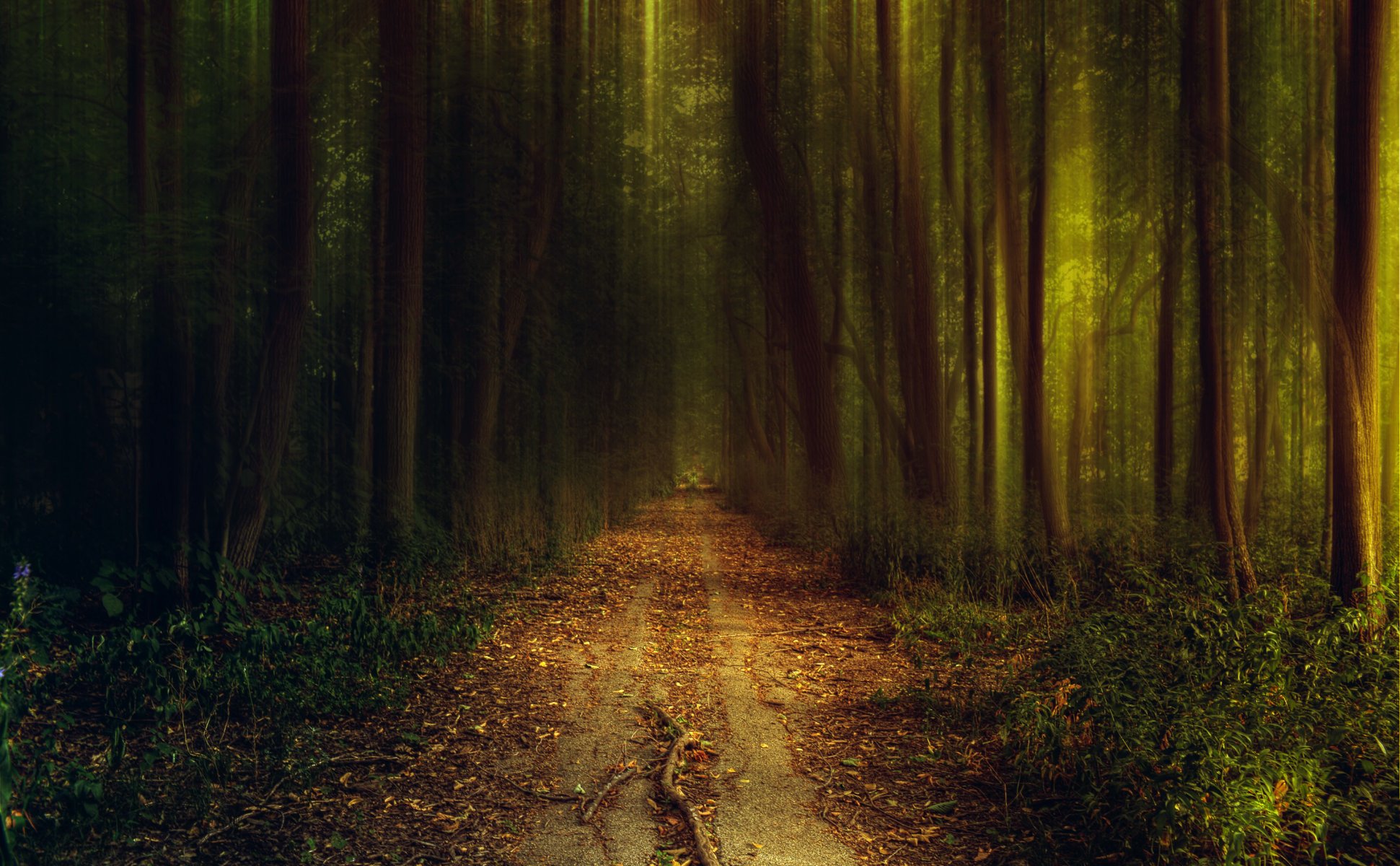 forêt nature soirée automne route sentier verdure lumière arbres buissons herbe