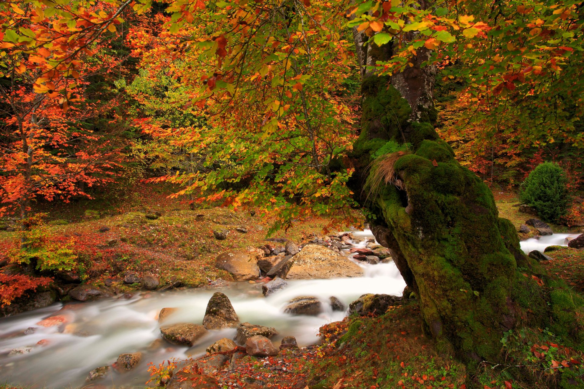 natur herbst fluss baum moos laub farben