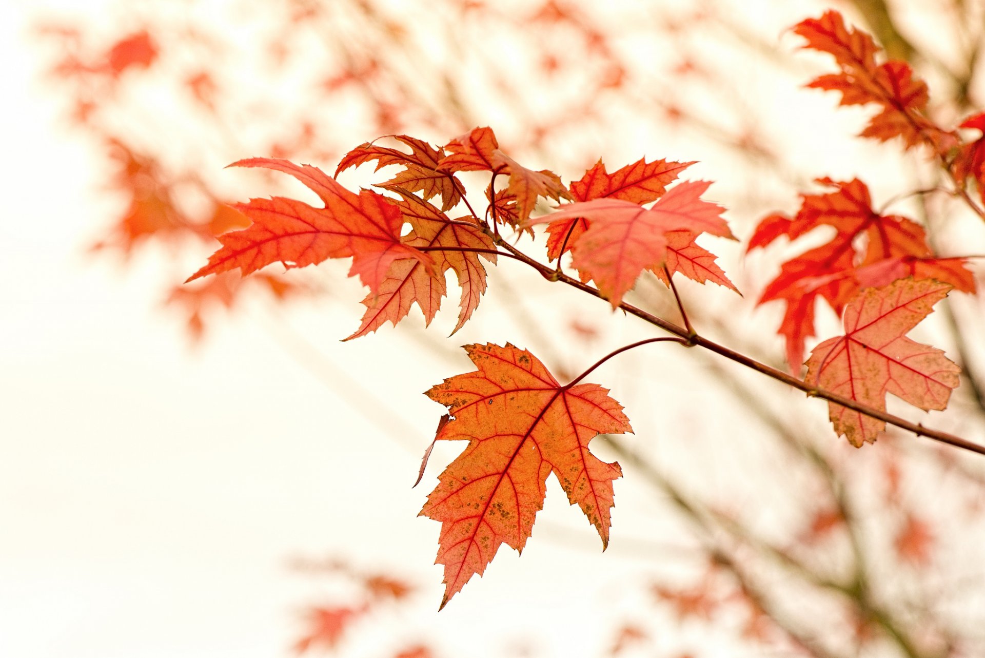 acero ramo foglie rosso autunno