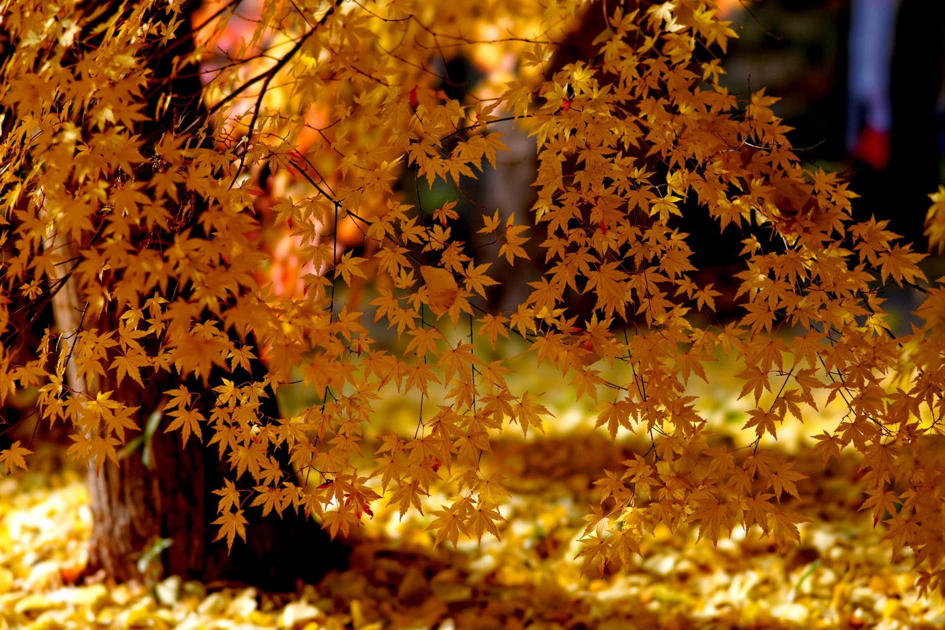 nature autumn tree leaves light