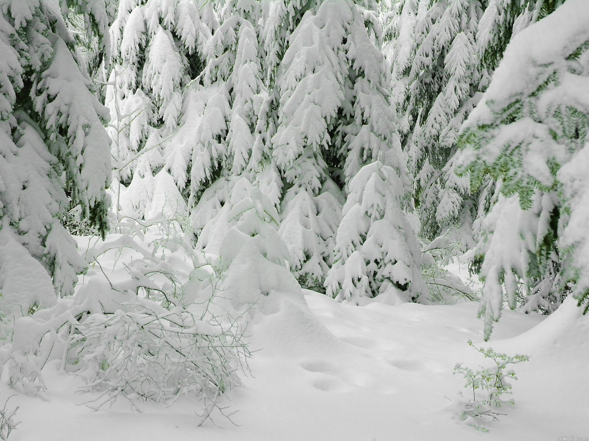 invierno árboles de navidad nieve