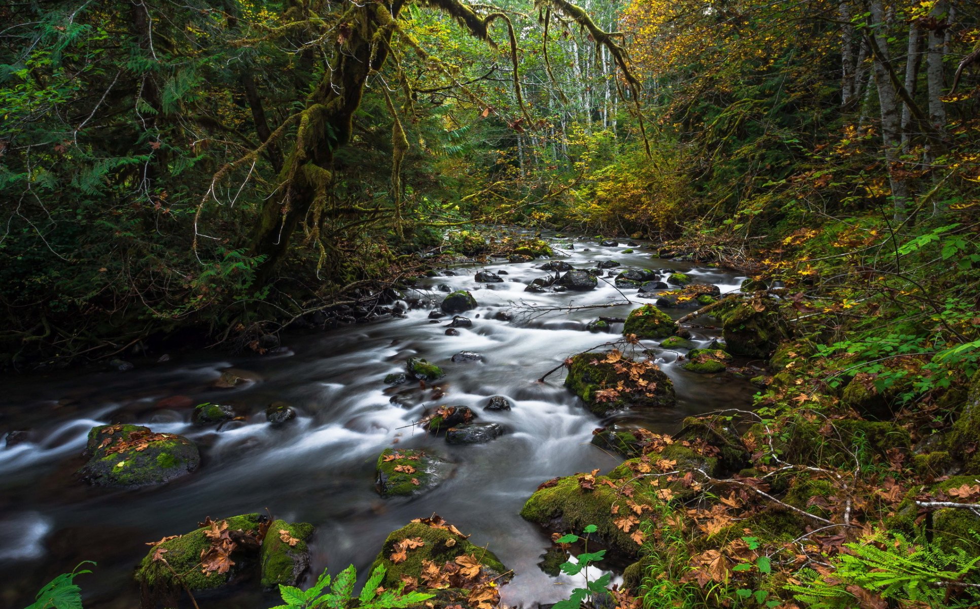 bosque arroyo piedras musgo hojas caído otoño