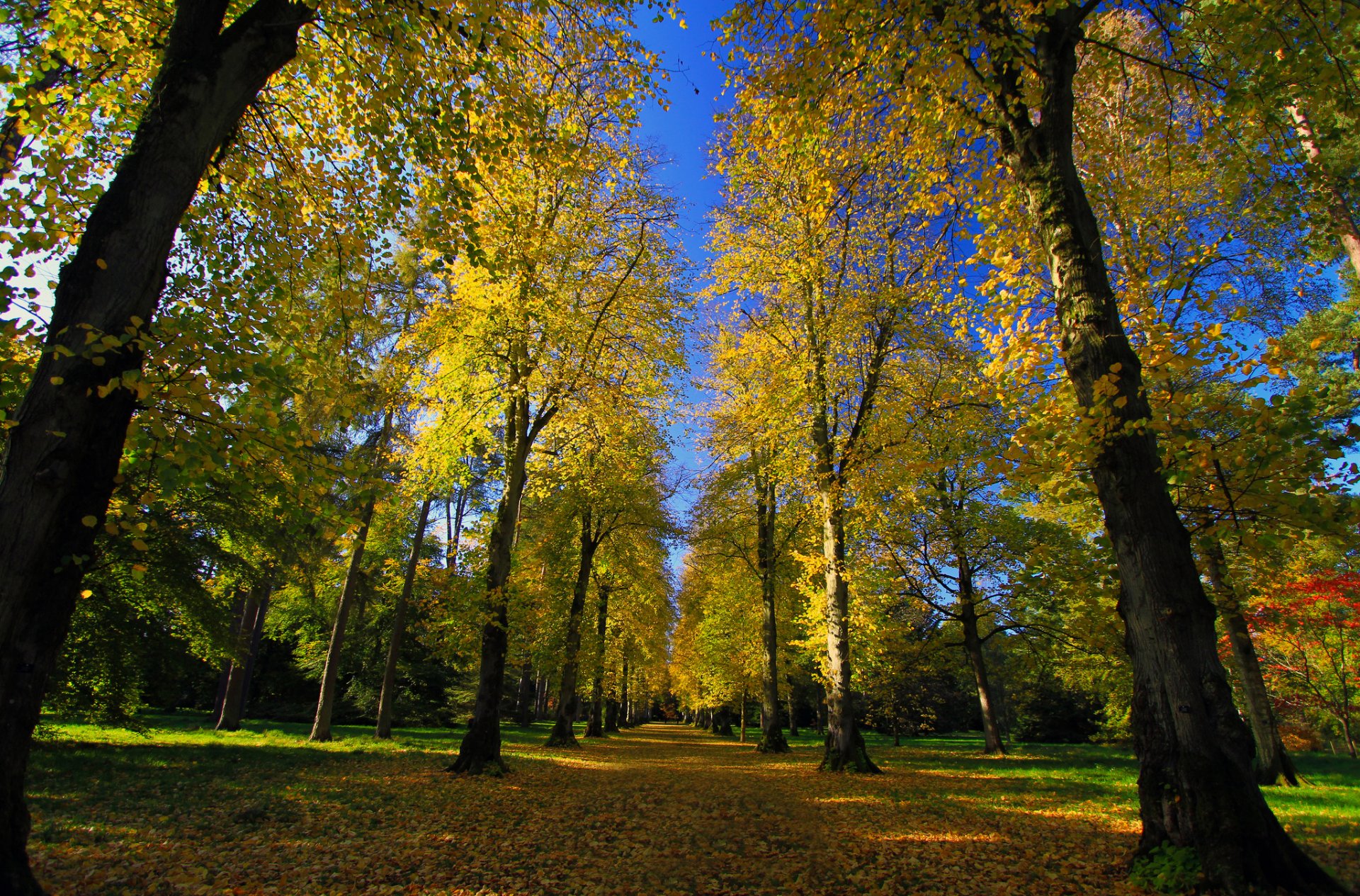 park arboretum droga aleja jesień