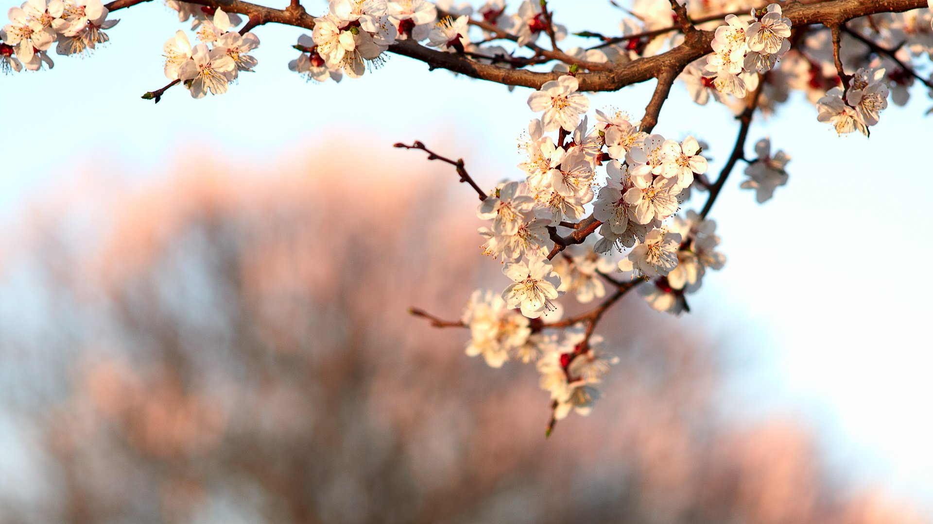 printemps branche fleurs floraison cerise