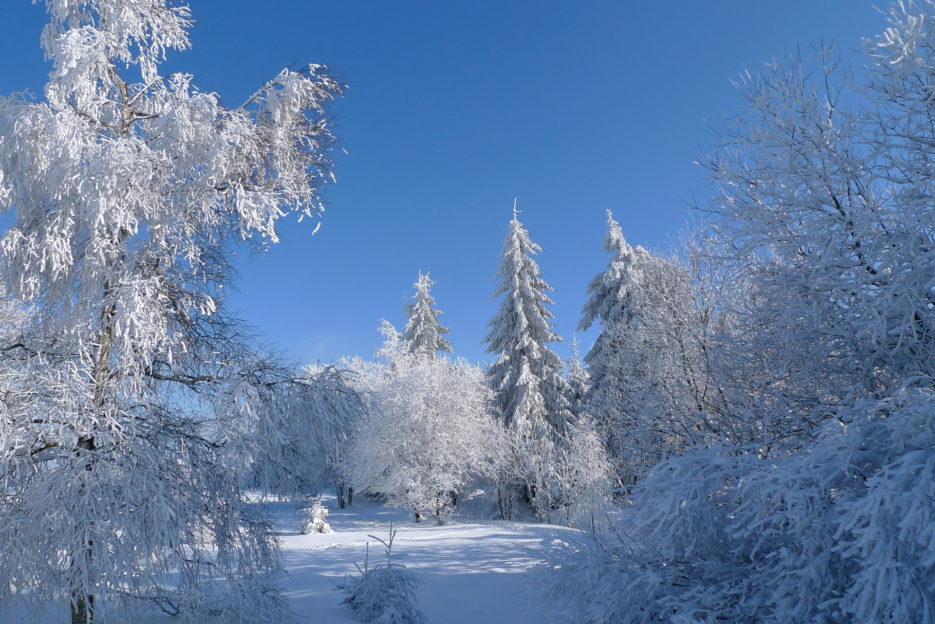 hiver neige arbres givre ciel