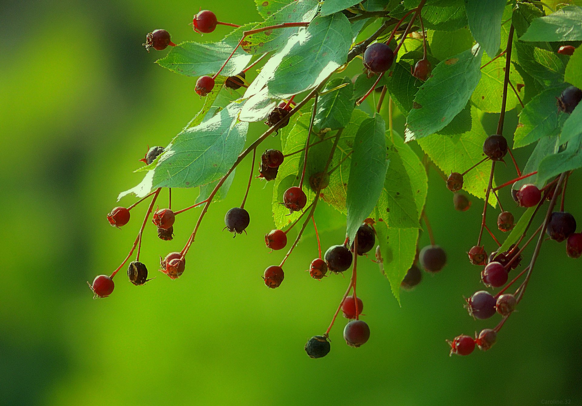 branche feuilles fruits baies fond