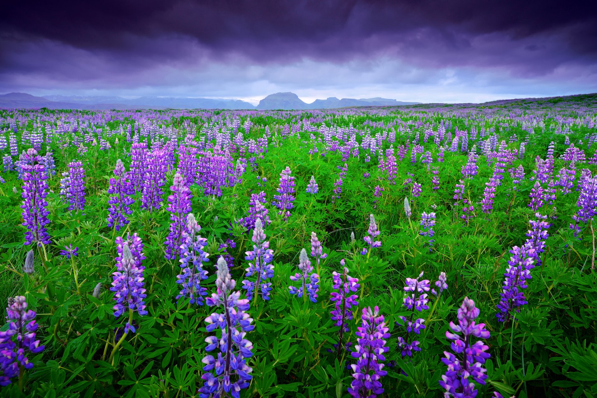 iceland the field lupine mountain sky clouds summer june