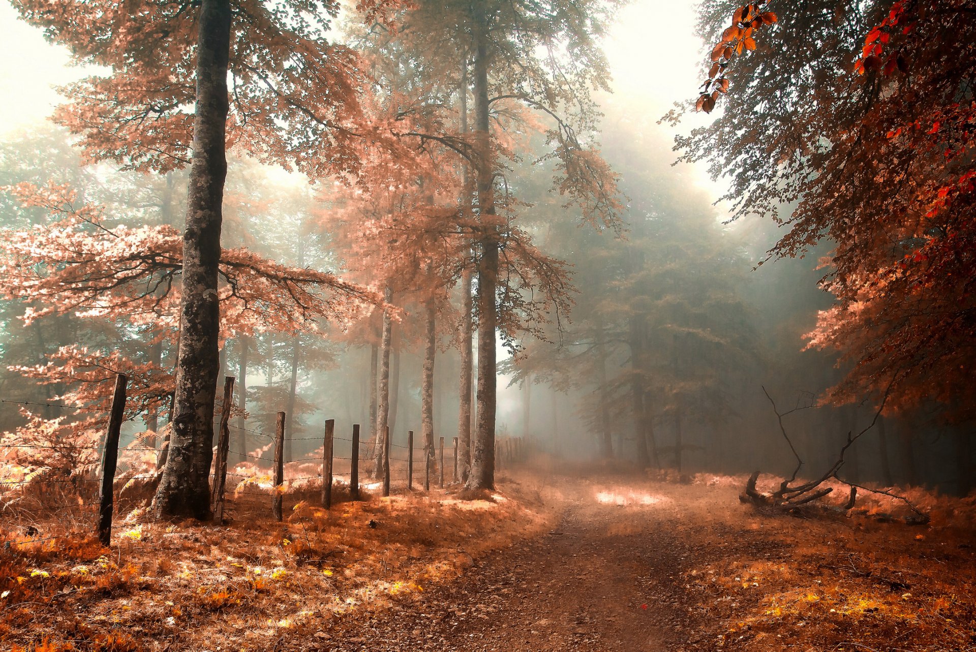 autumn forest road fence fog