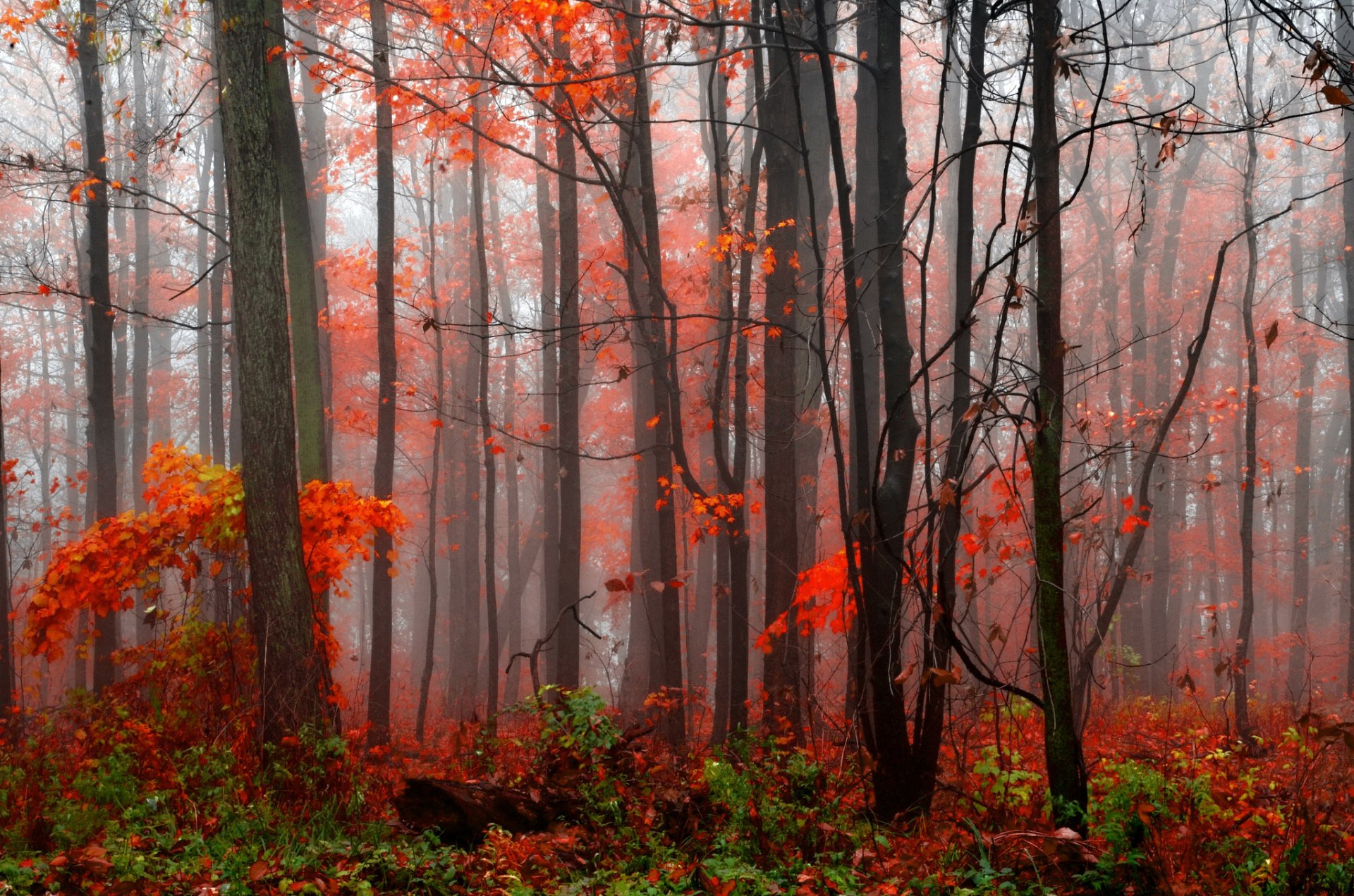 herbst wald bäume nebel